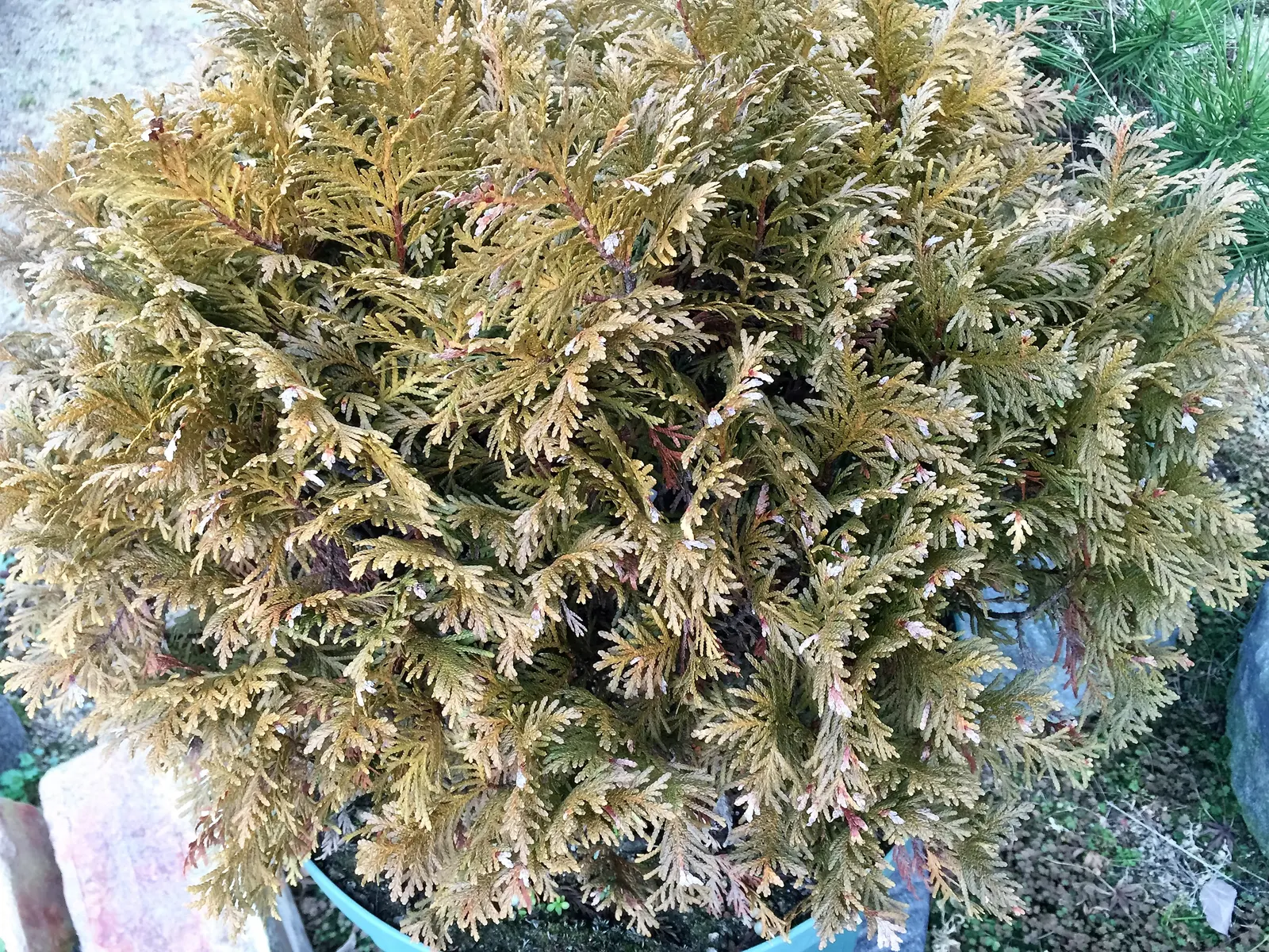 Woodward Arborvitae (Thuja Occidentalis 'Woodwardii') — is a compact evergreen conifer reaching up to 6-8 feet tall and wide