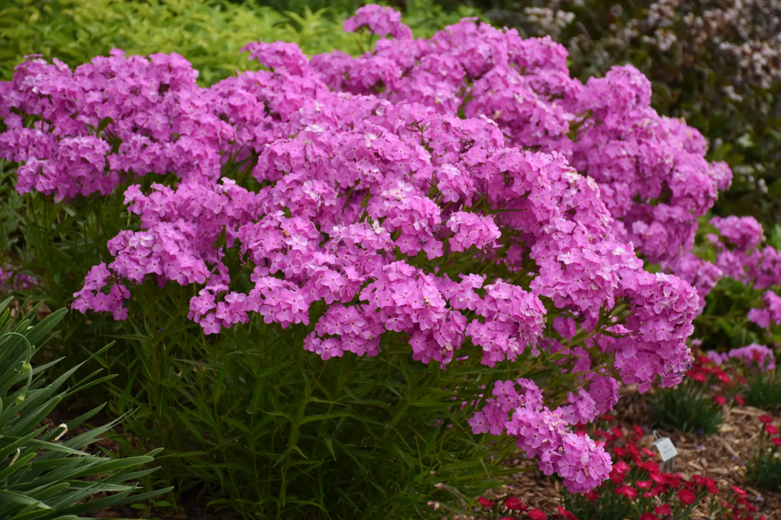 'Opening Act Ultrapink' Hybrid Phlox (Phlox hybrid) — The Phlox hybrid 'Opening Act Ultrapink' is an upright perennial with fragrant