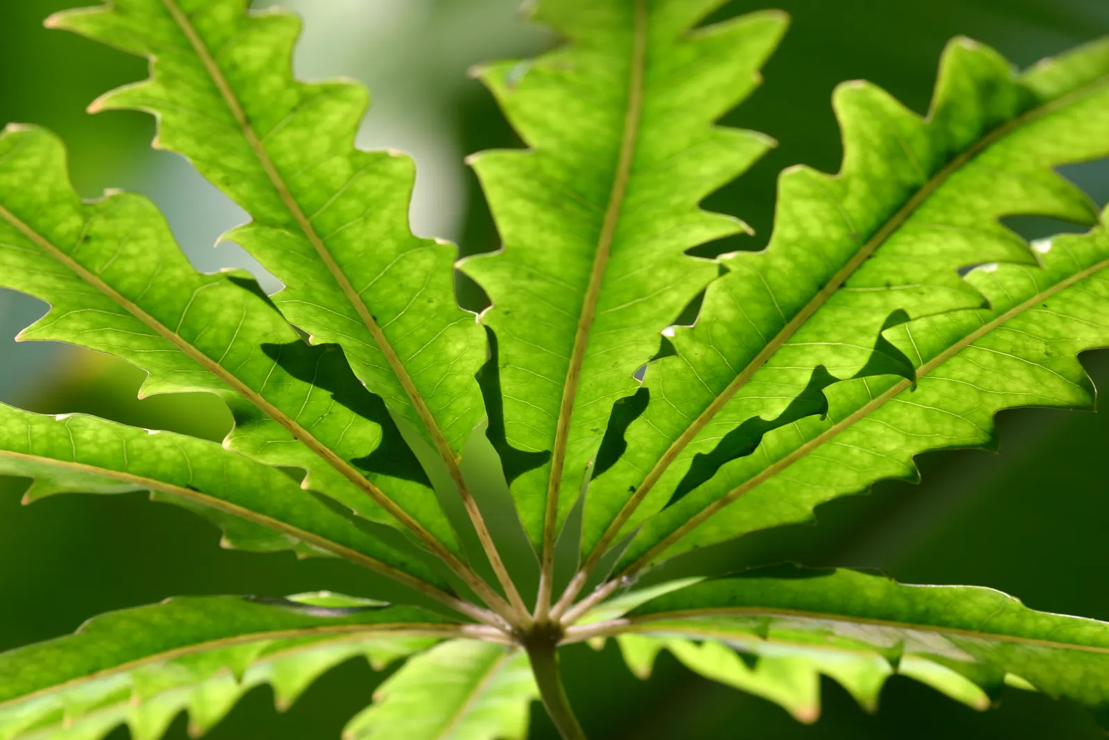 False Aralia (Schefflera Elegantissima) — Make sure to provide ample space for its elegant; marking it as an eye-catching choice for indoor landscapes or warm