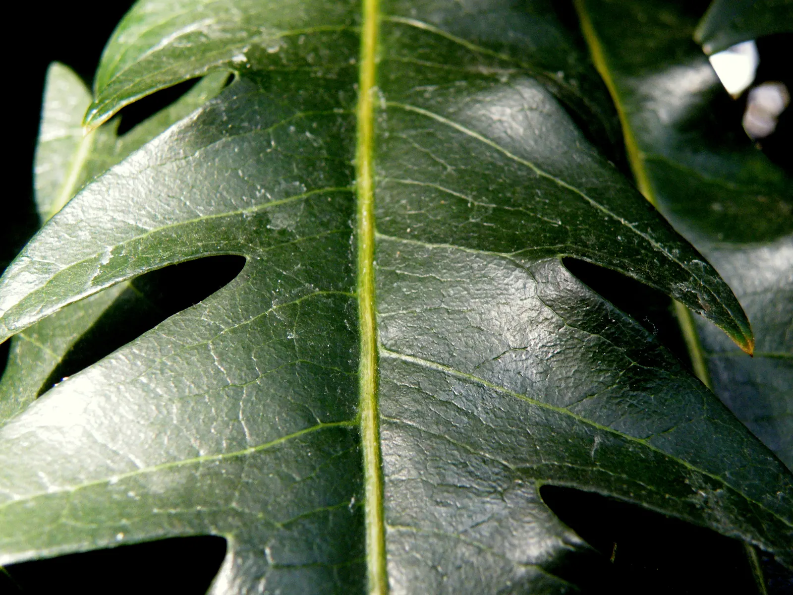 False Aralia (Schefflera Elegantissima) — marking it as an eye-catching choice for indoor landscapes or warm climate gardens; it's perfectly suited for a