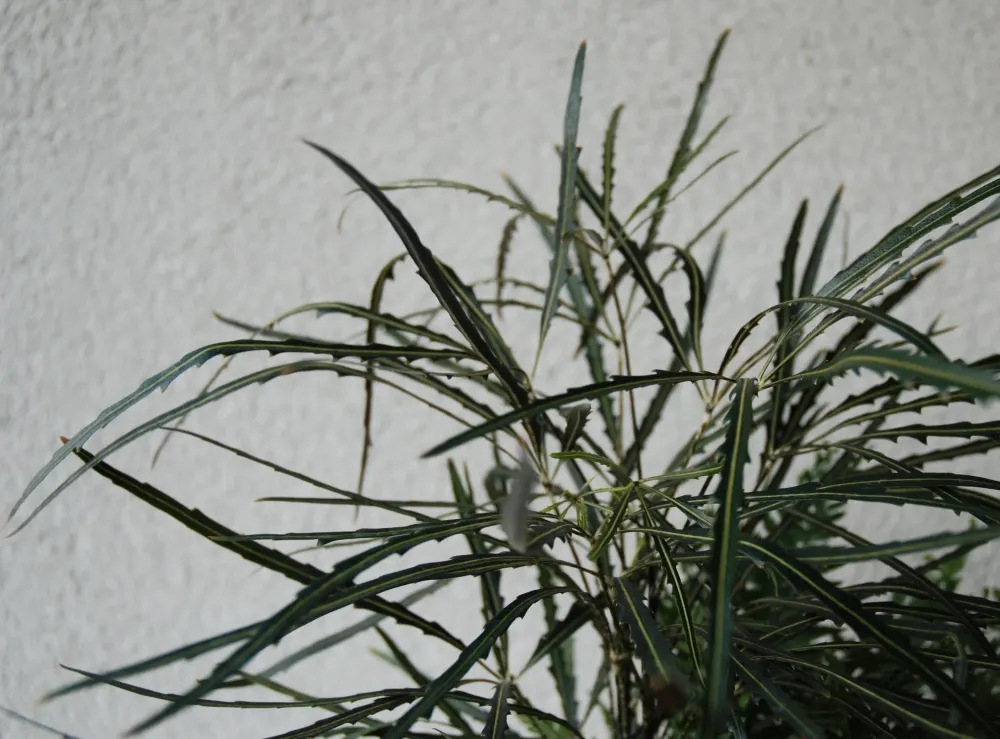 False Aralia (Schefflera Elegantissima) — also known by its botanical name Dizygotheca elegantissima; shrub for deep shade or shade