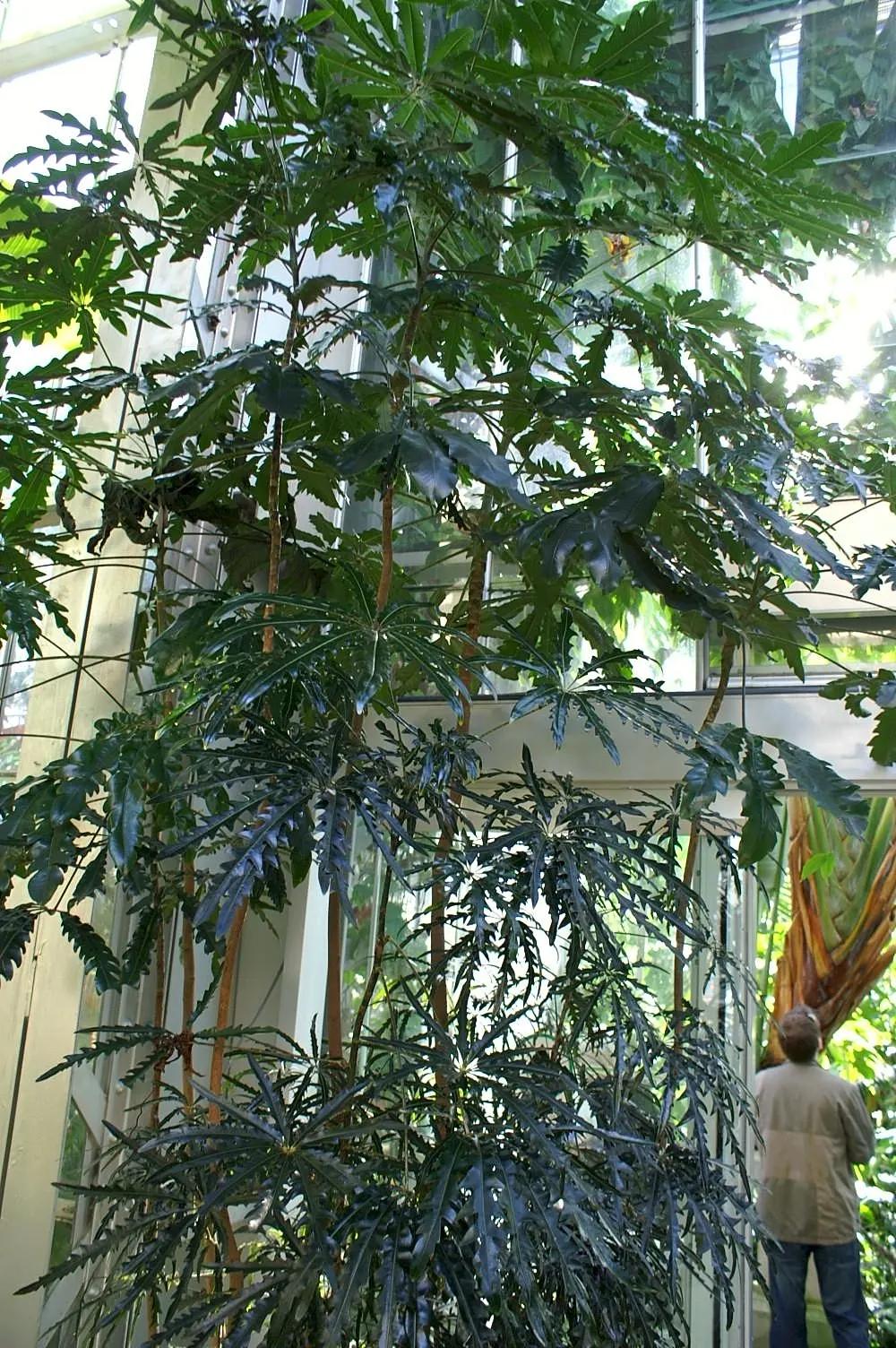 False Aralia (Schefflera Elegantissima) — or recently reclassified as Schefflera elegantissima