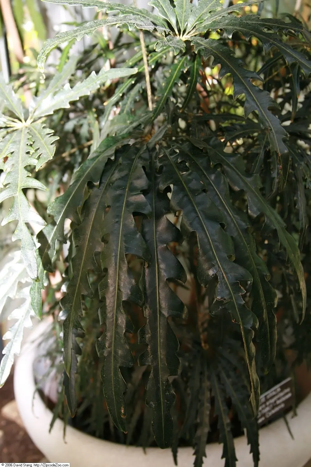 False Aralia (Schefflera Elegantissima) — shrub for deep shade or shade