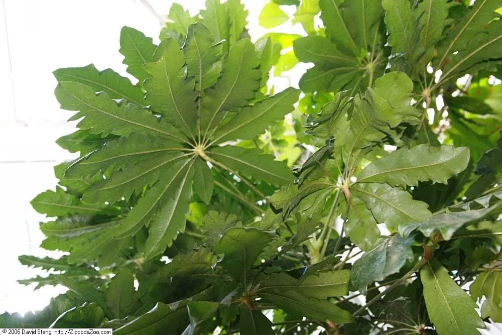False Aralia (Schefflera Elegantissima) — consider its preference for high humidity and its potential height as it matures