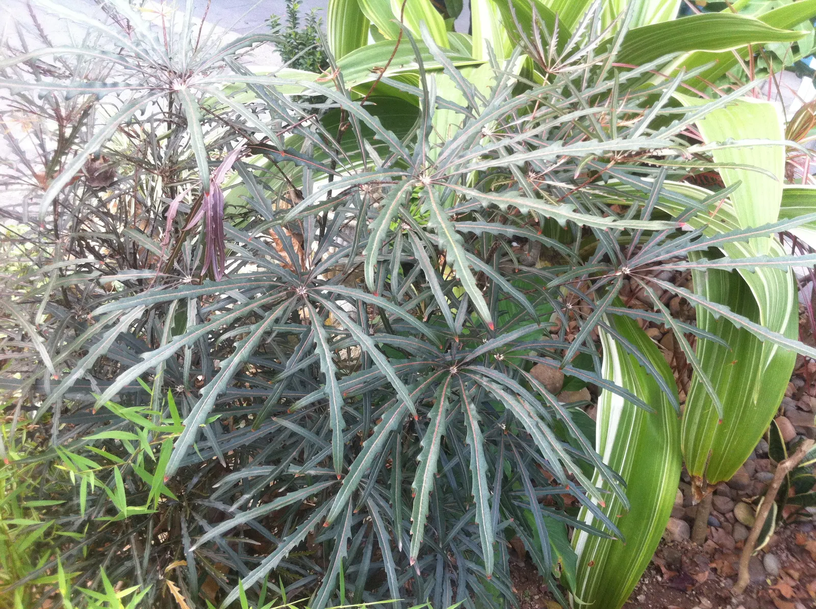 False Aralia (Schefflera Elegantissima) — Hardiness is limited to zones 10-11; its elegant, finely serrated leaves mimic a feathery texture