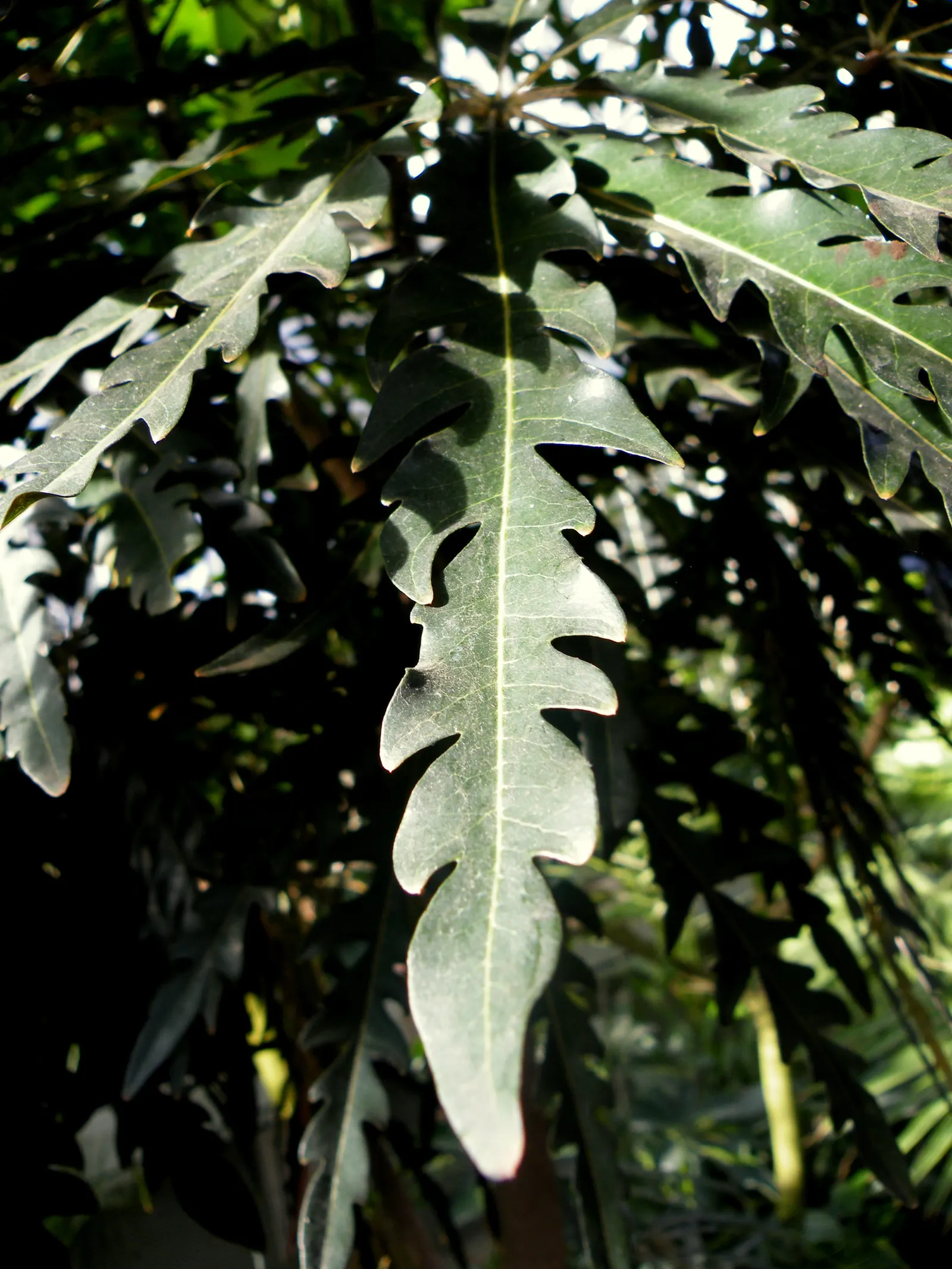False Aralia (Schefflera Elegantissima) — It prefers a well-draining soil rich in organic matter and thrives in partial shade to indirect sunlight; thriving in