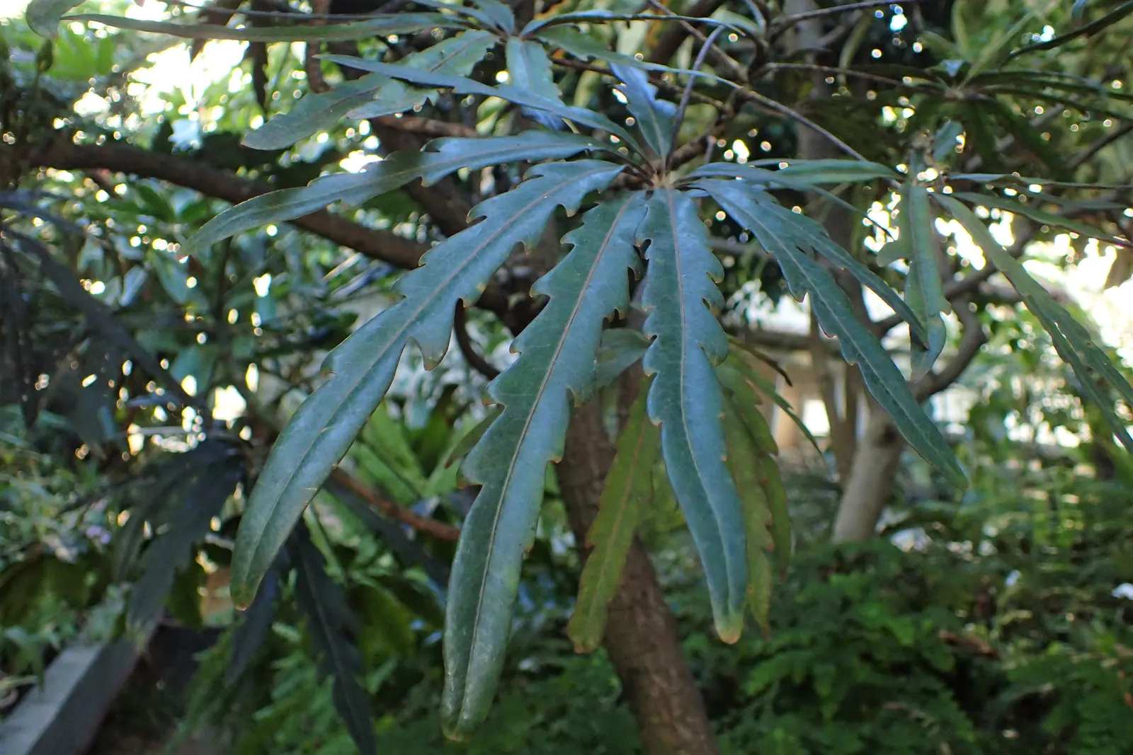 False Aralia (Schefflera Elegantissima) — harsh sunlight should be avoided