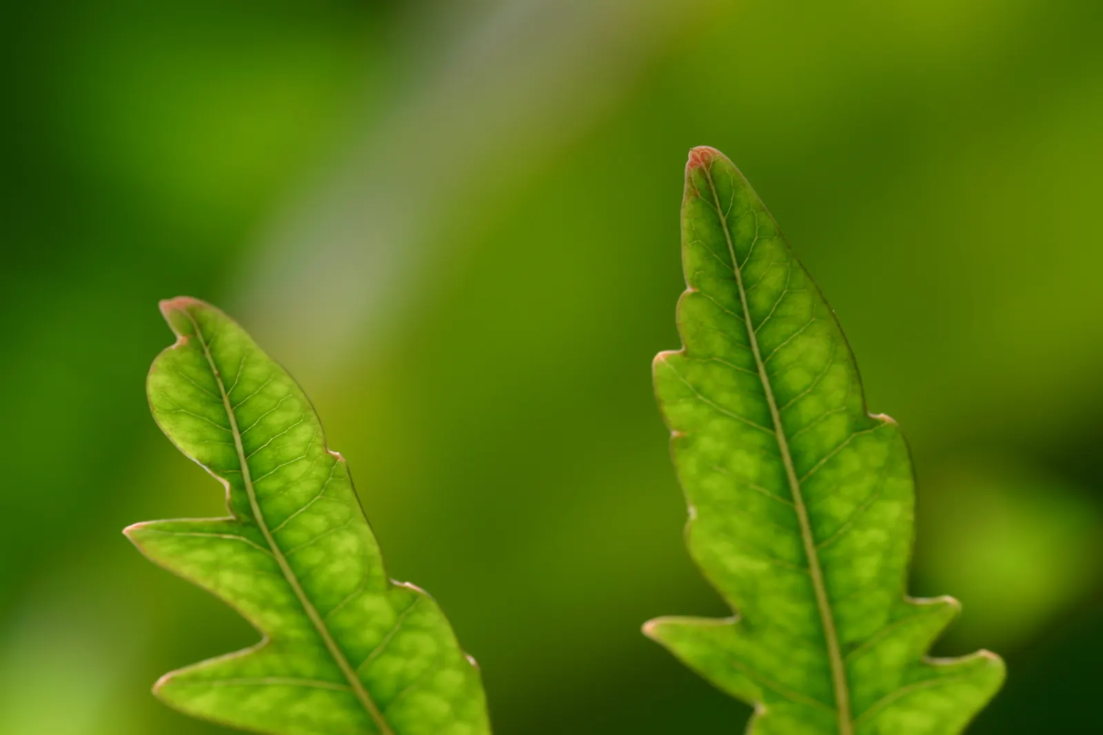 False Aralia (Schefflera Elegantissima) — harsh sunlight should be avoided; notably distinguished by its dark
