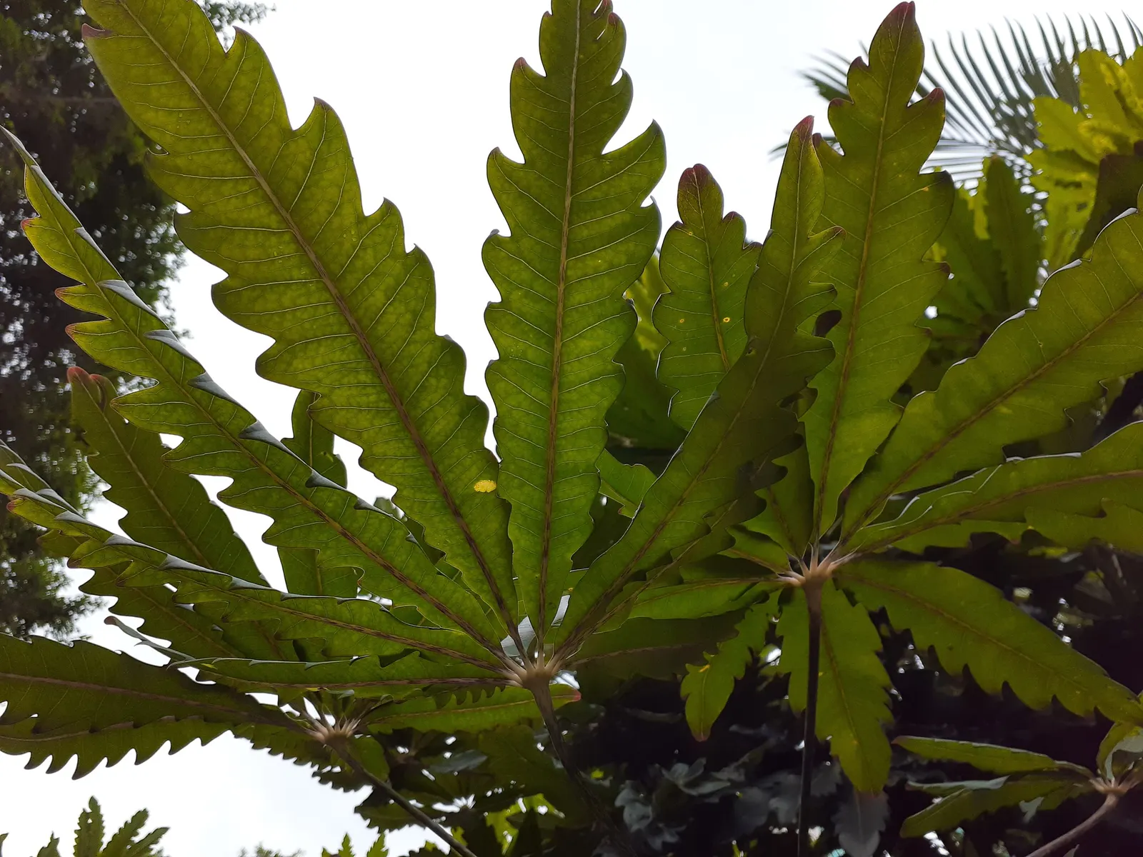 False Aralia (Schefflera Elegantissima) — and you will have a sophisticated focal point that will captivate and impress