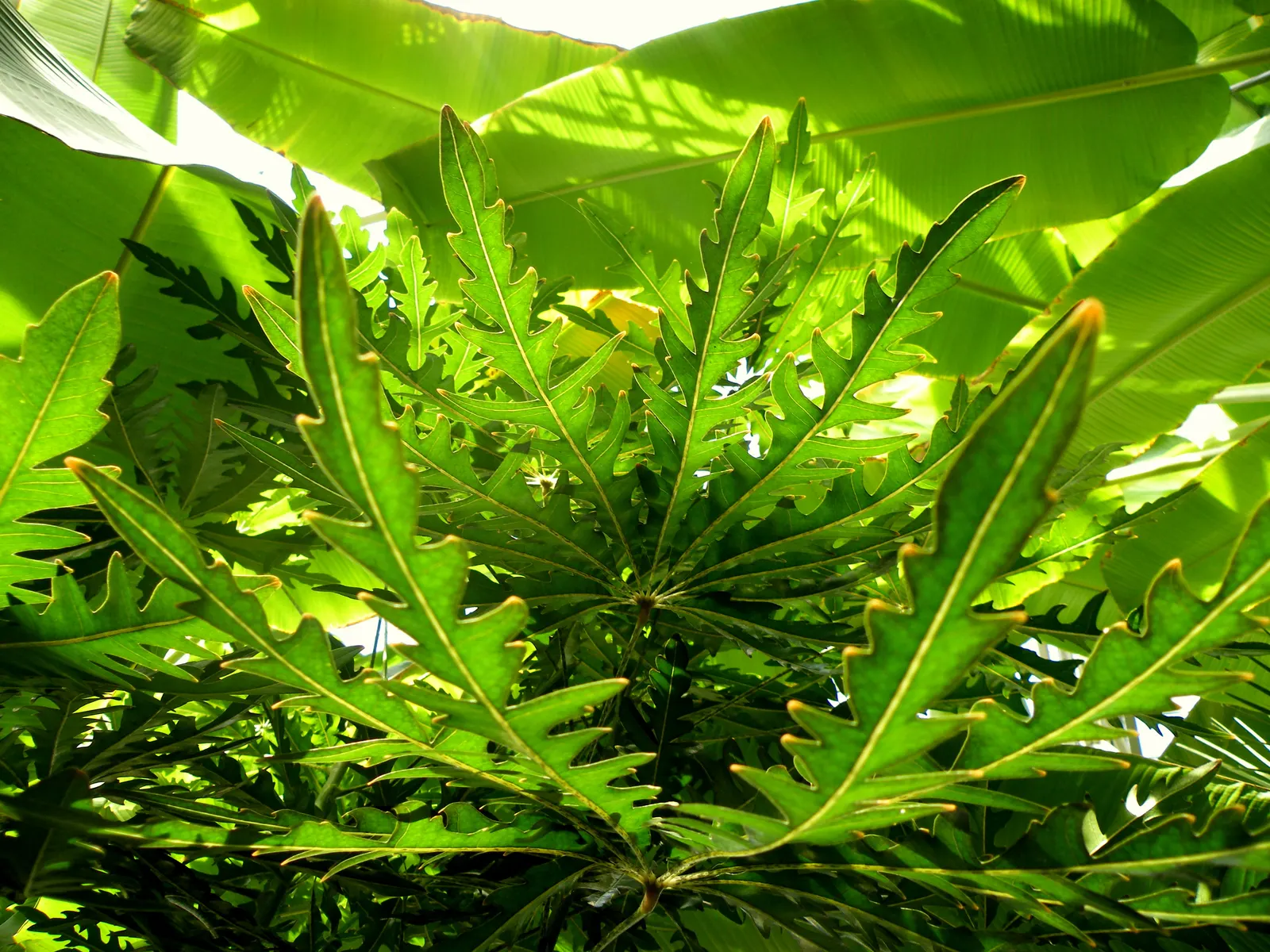 False Aralia (Schefflera Elegantissima) — and you will have a sophisticated focal point that will captivate and impress; <br><br>Growing at a moderate rate