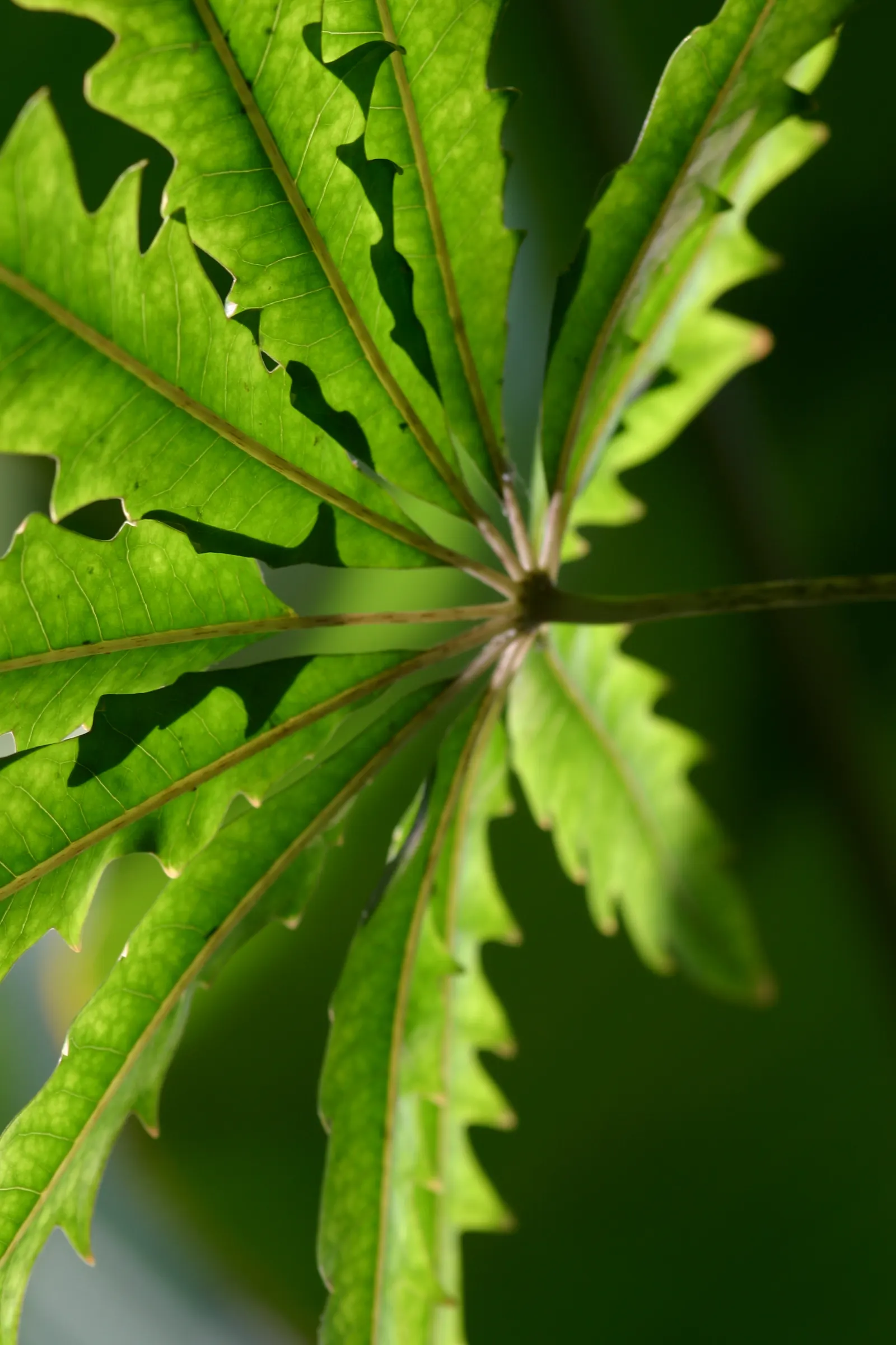 False Aralia (Schefflera Elegantissima) — tropical evergreen shrub featuring slender; hardiness is limited to zones 10-11