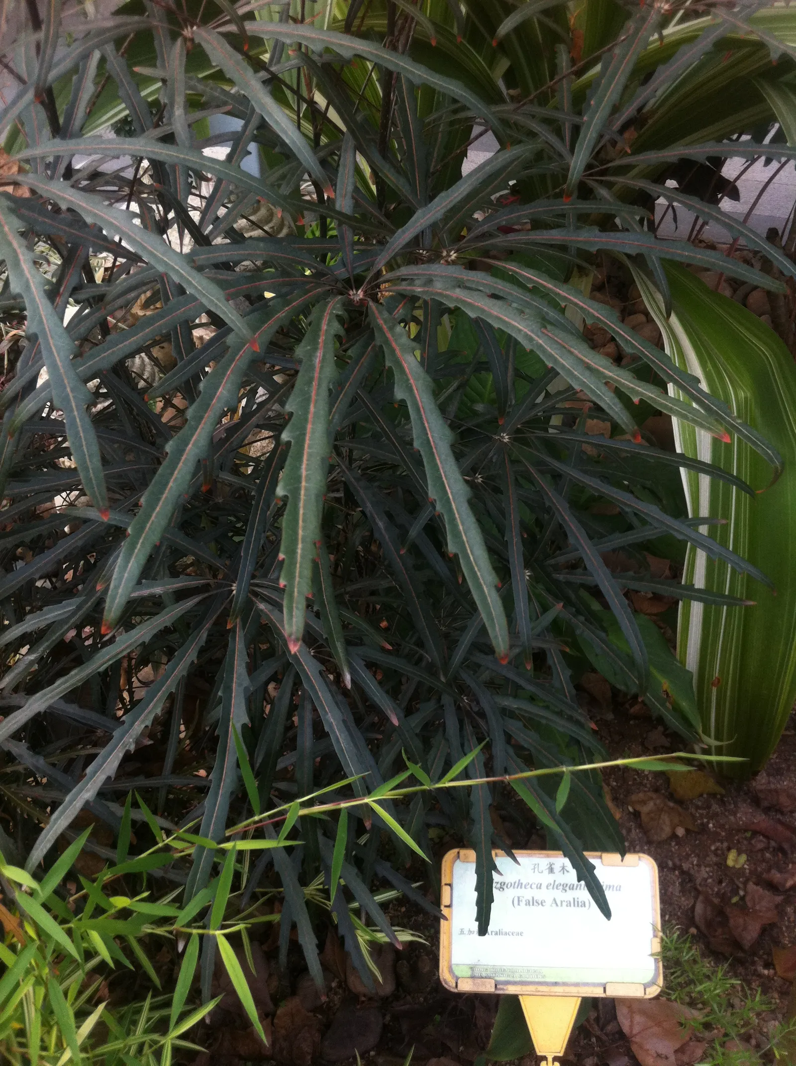 False Aralia (Schefflera Elegantissima) — Thriving in filtered light and well-draining soil, this plant reaches up to 8 feet in residential settings