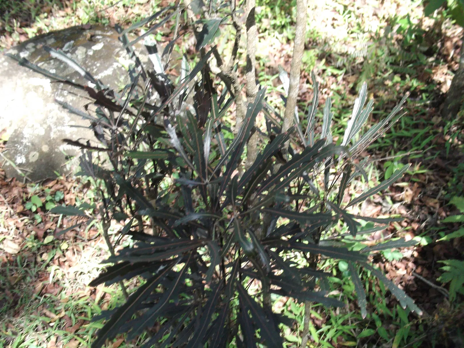 False Aralia (Schefflera Elegantissima) — It's perfectly suited for a sheltered; the Schefflera elegantissima is known for its clean air properties