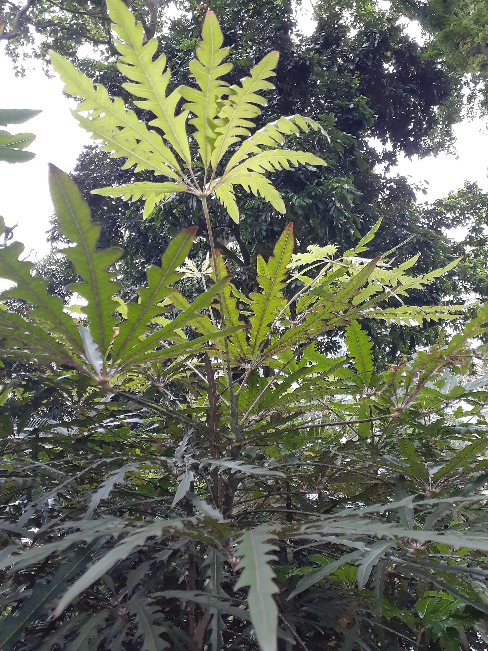 False Aralia (Schefflera Elegantissima) — consider its preference for high humidity and its potential height as it matures; and you will have a sophisticated
