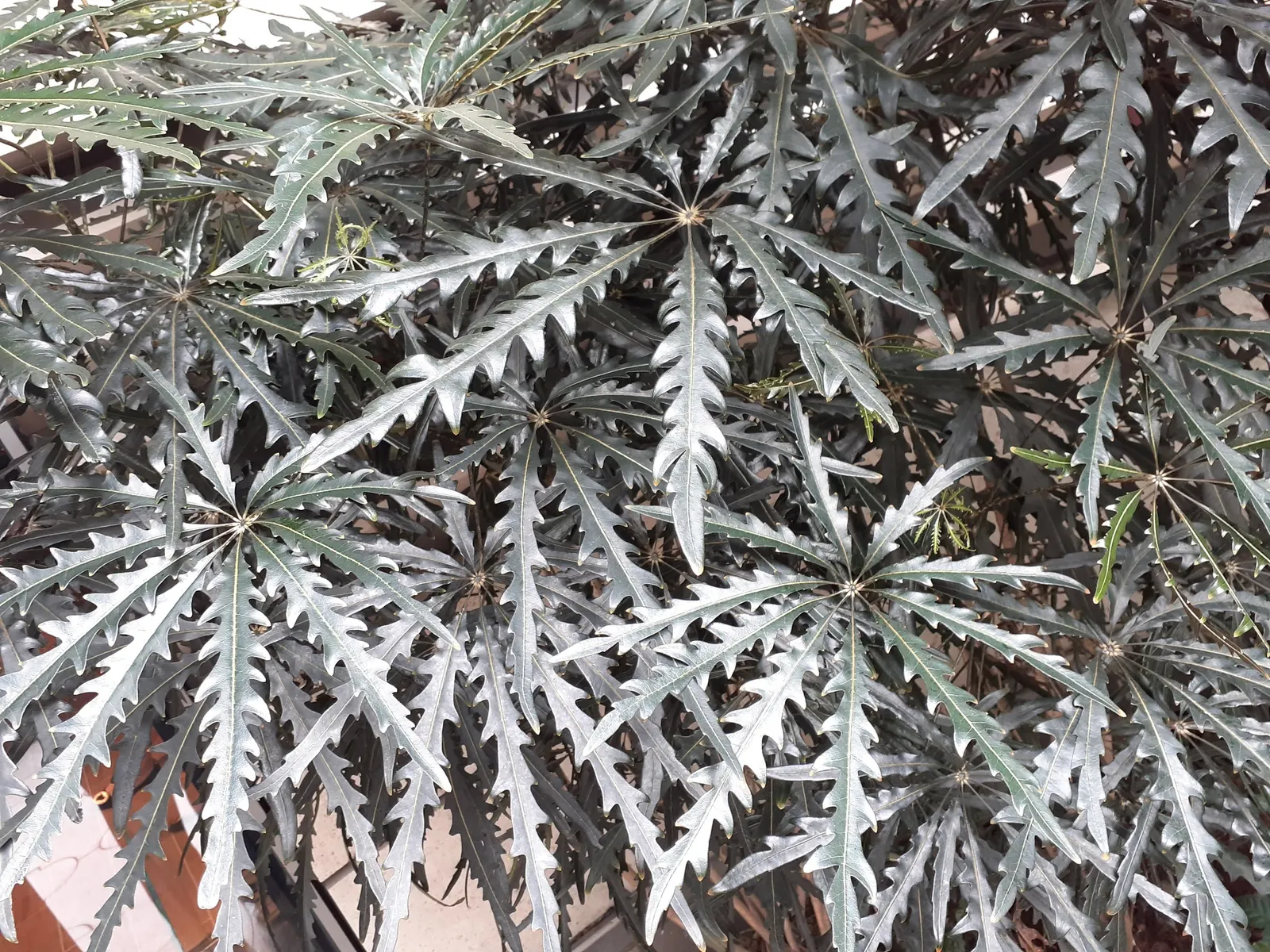 False Aralia (Schefflera Elegantissima) — Its elegant, finely serrated leaves mimic a feathery texture; the foliage is a deep green-to-black color