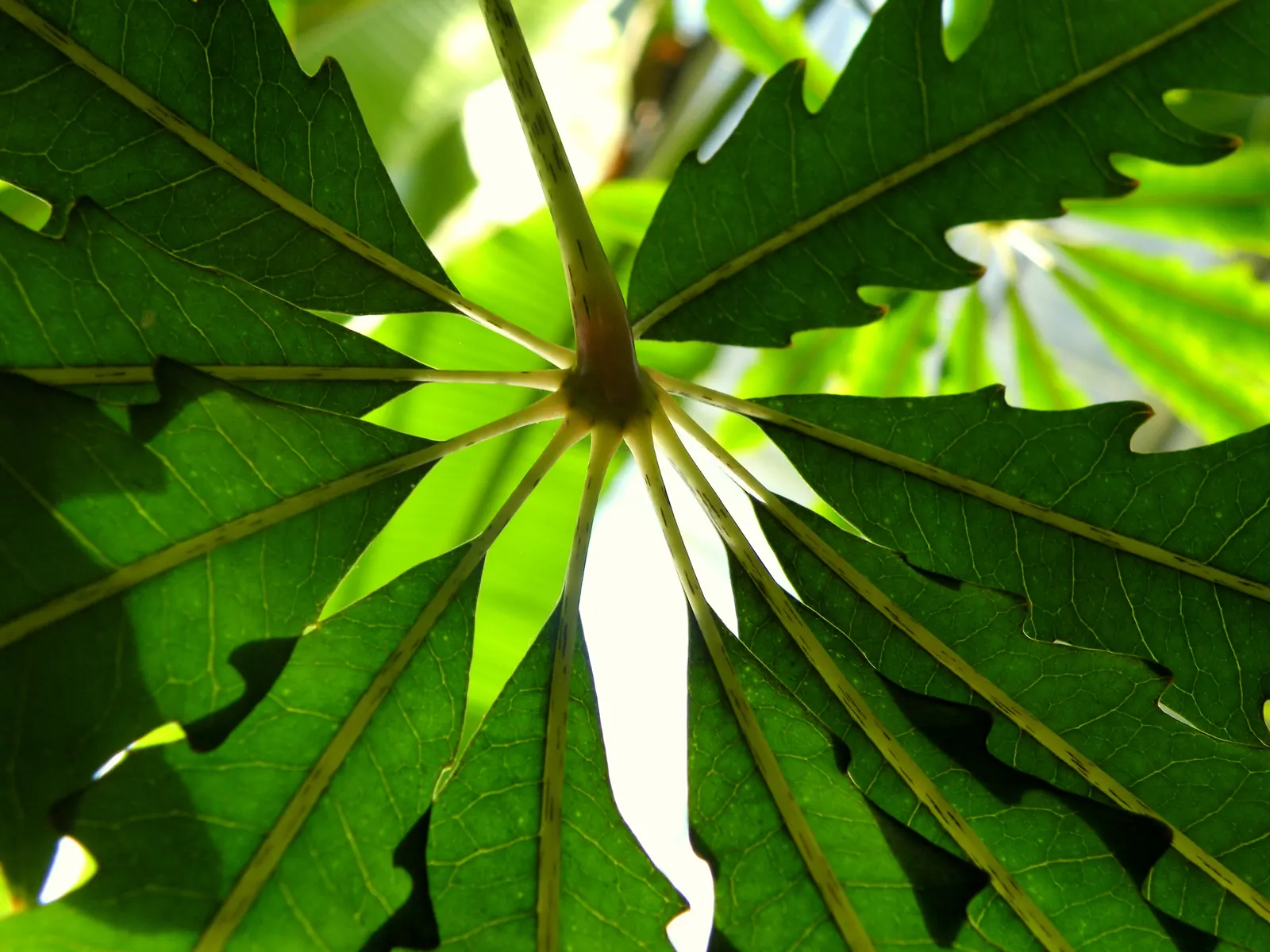 False Aralia (Schefflera Elegantissima) — It prefers a well-draining soil rich in organic matter and thrives in partial shade to indirect sunlight