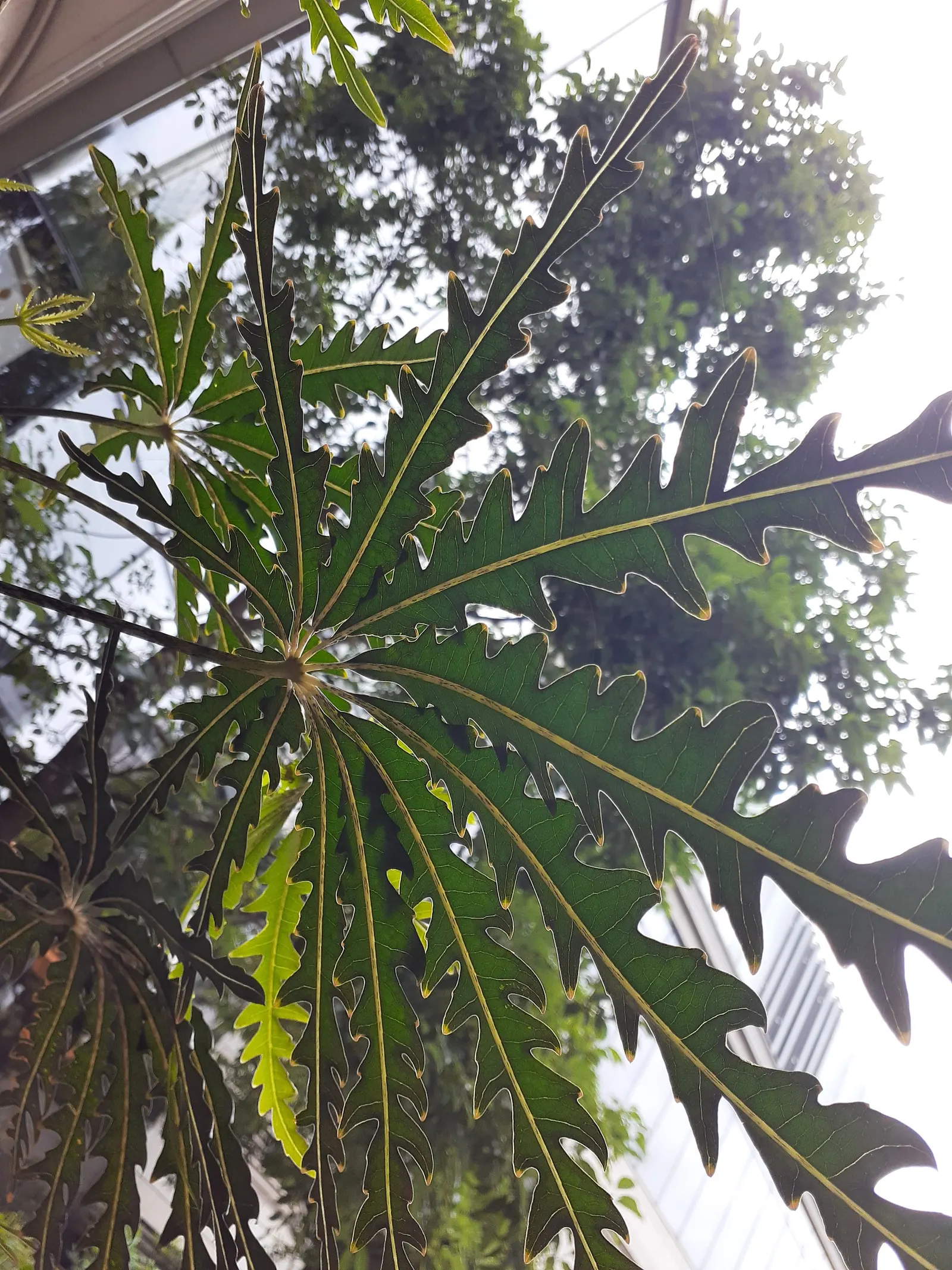 False Aralia (Schefflera Elegantissima) — Its elegant, finely serrated leaves mimic a feathery texture; the foliage is a deep green-to-black color, image 48