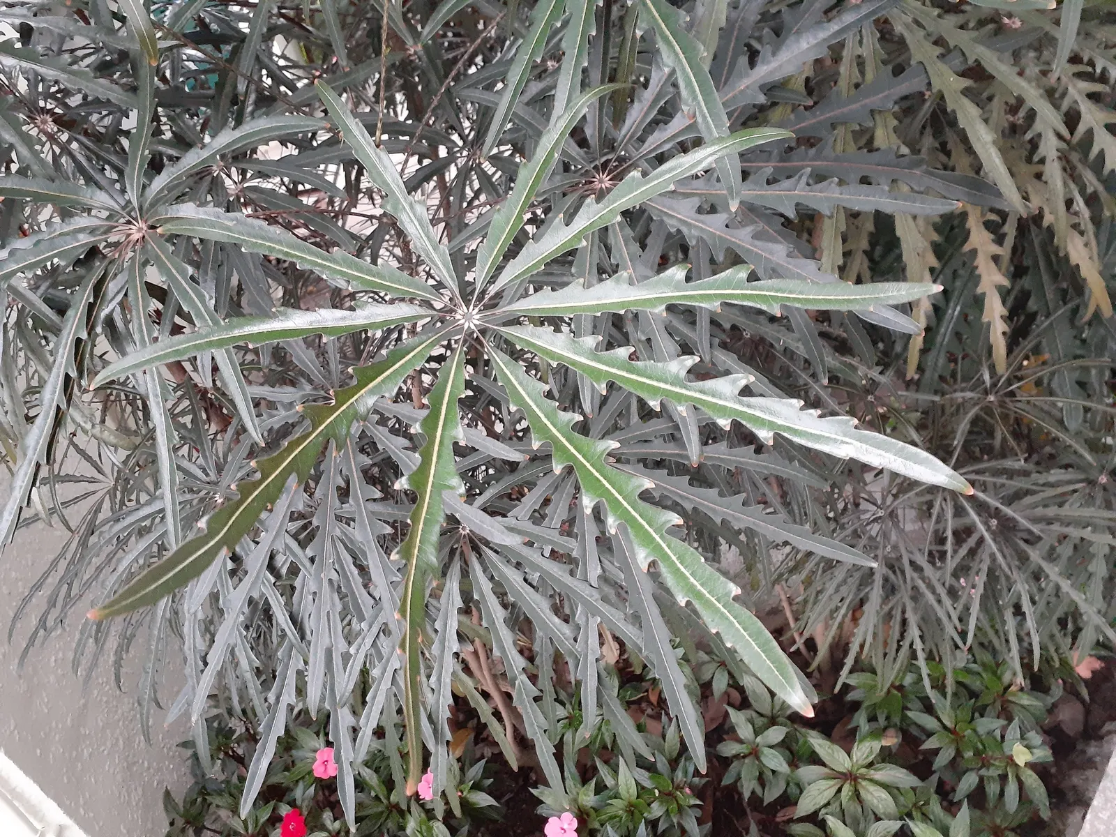 False Aralia (Schefflera Elegantissima) — Notably distinguished by its dark; make sure to provide ample space for its elegant