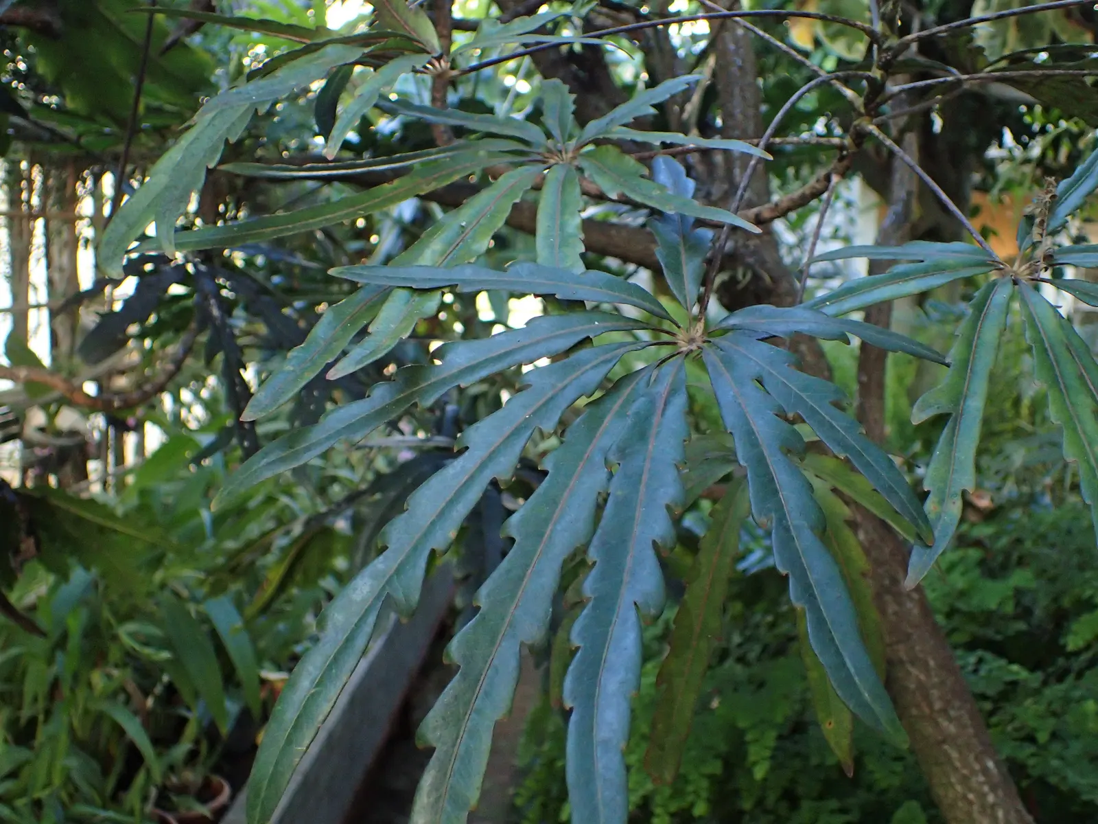 False Aralia (Schefflera Elegantissima) — Hardiness is limited to zones 10-11