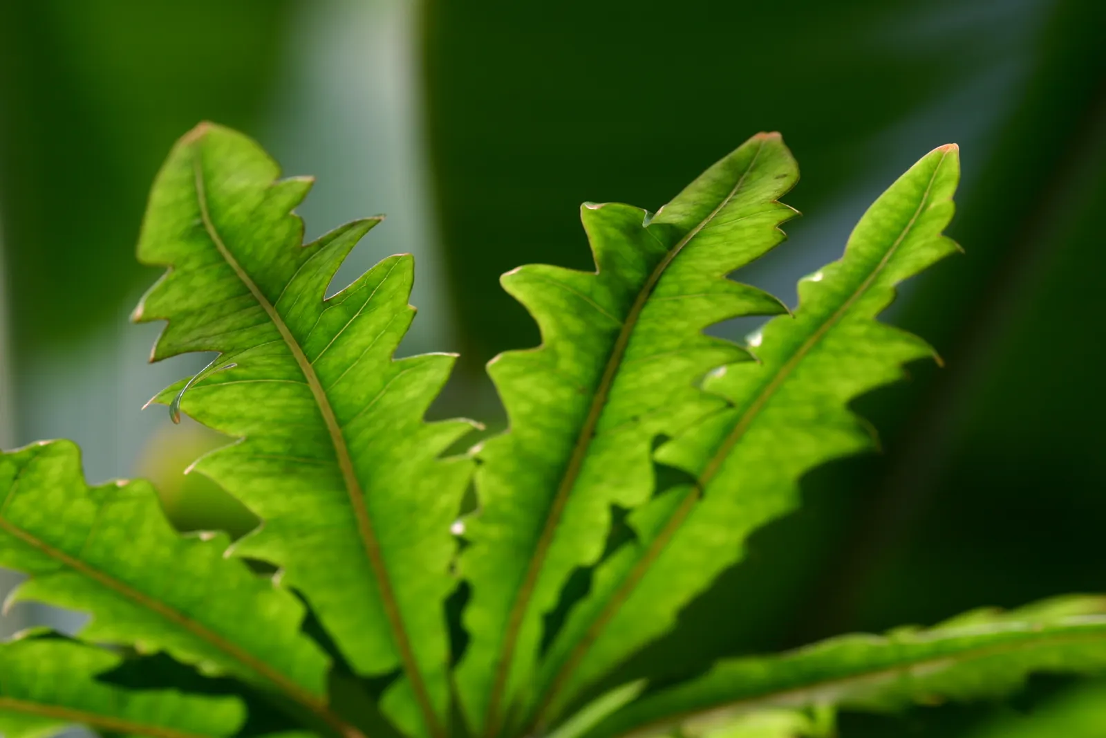 False Aralia (Schefflera Elegantissima) — Optimal growth requires consistent moisture and temperatures between 65&deg;F - 80&deg;F