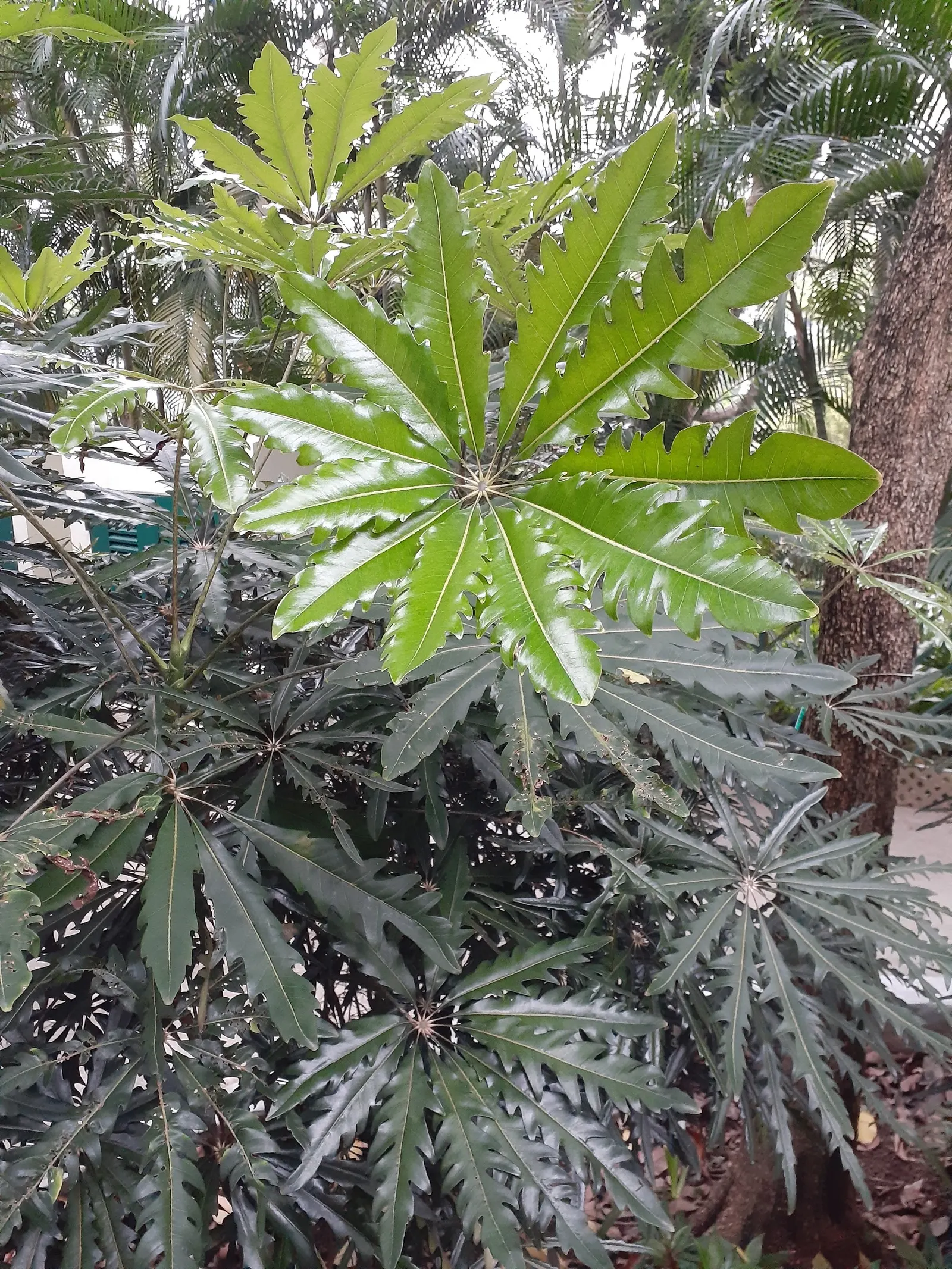 False Aralia (Schefflera Elegantissima) — the Schefflera elegantissima is known for its clean air properties; tropical evergreen shrub featuring slender