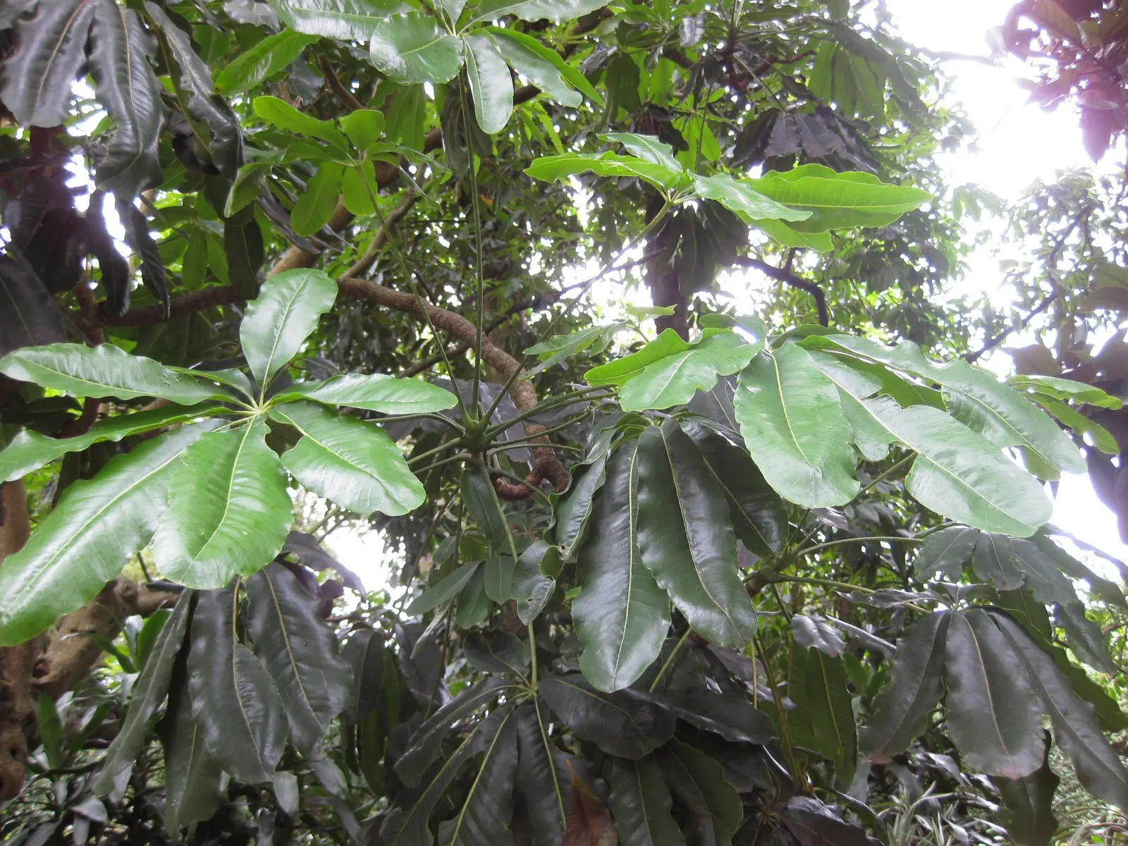 False Aralia (Schefflera Elegantissima) — often with a lacy or feathery appearance that can enhance the visual interest and texture of the design
