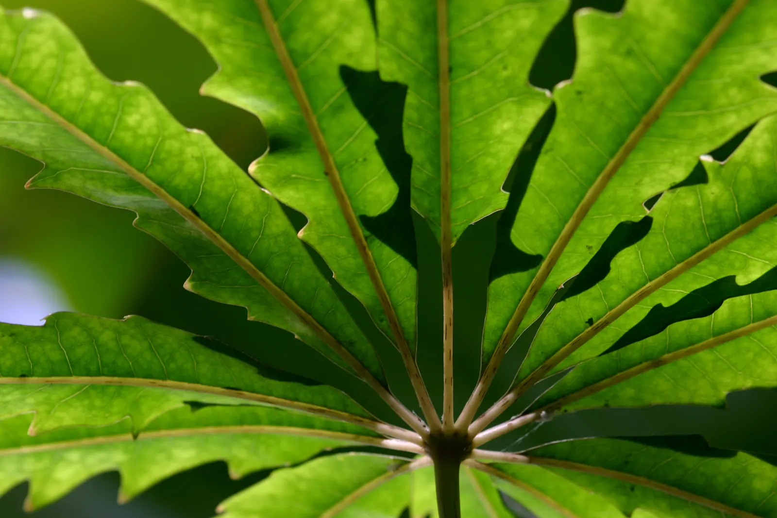 False Aralia (Schefflera Elegantissima) — contributing to a healthier environment for residents