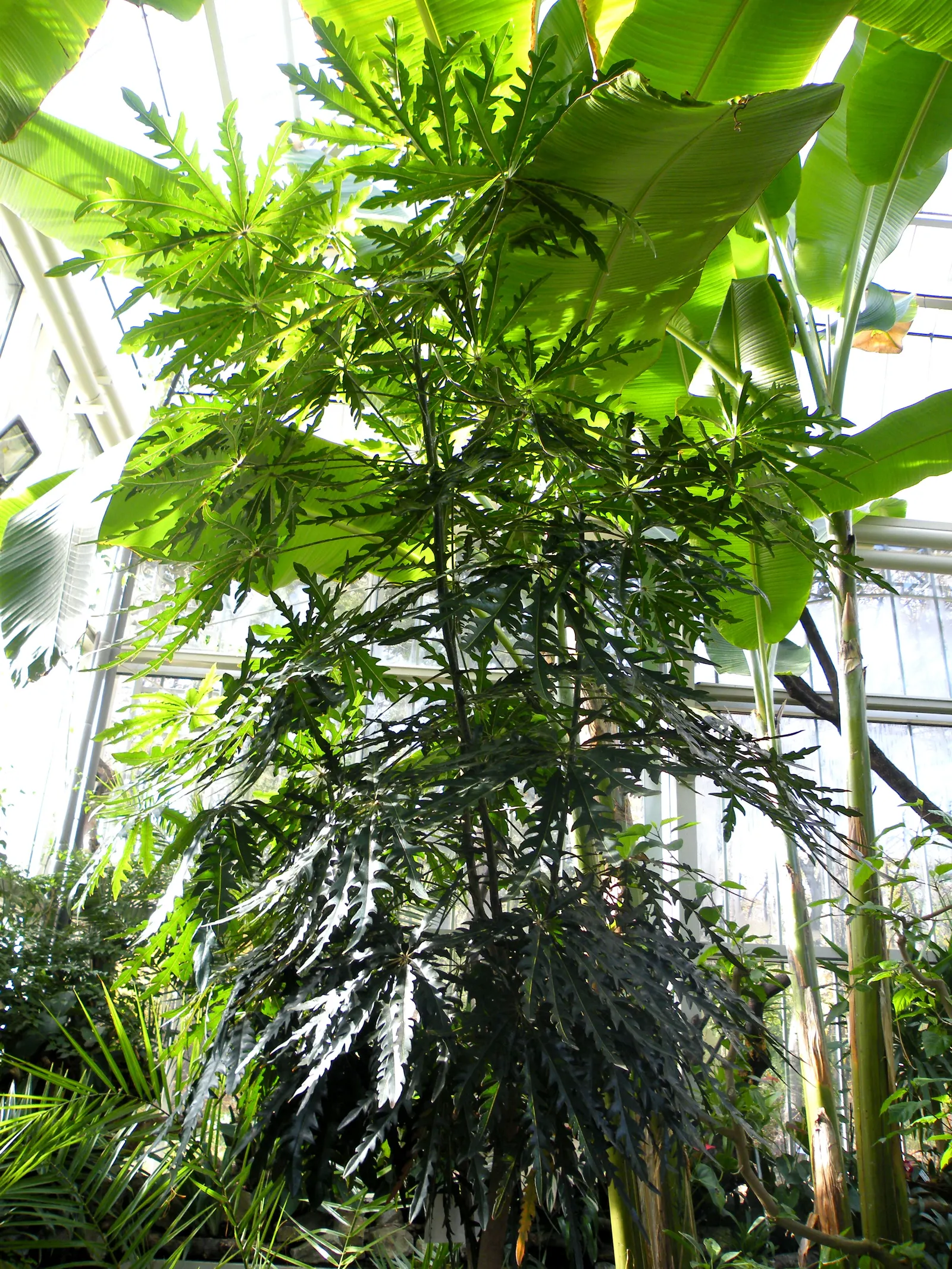 False Aralia (Schefflera Elegantissima) — It's perfectly suited for a sheltered