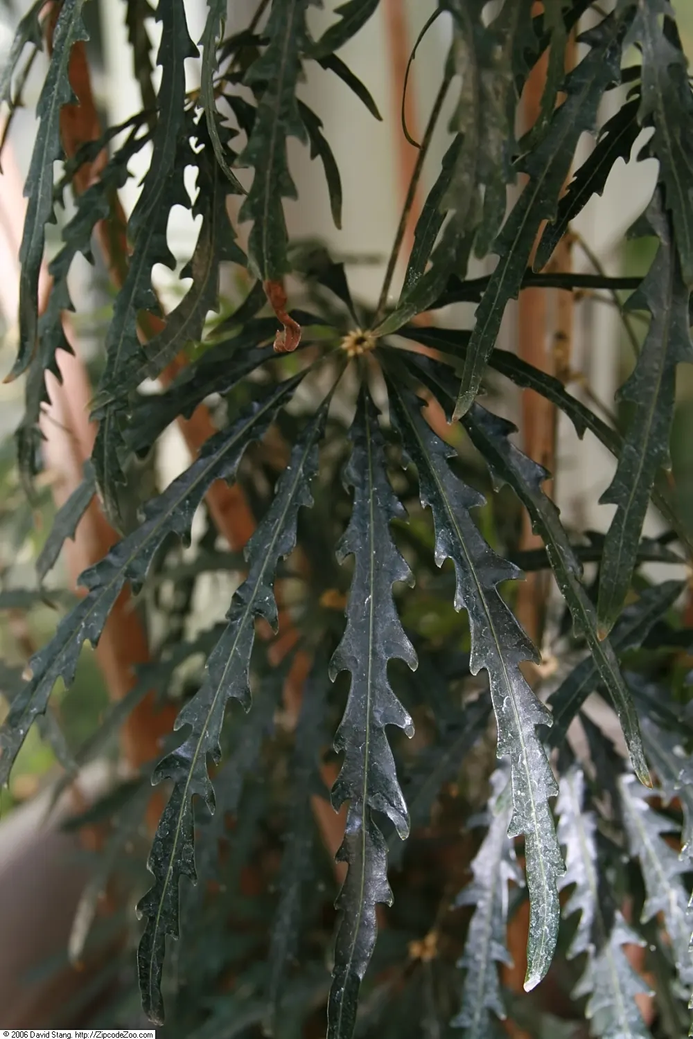 False Aralia (Schefflera Elegantissima) — <br><br>Growing at a moderate rate