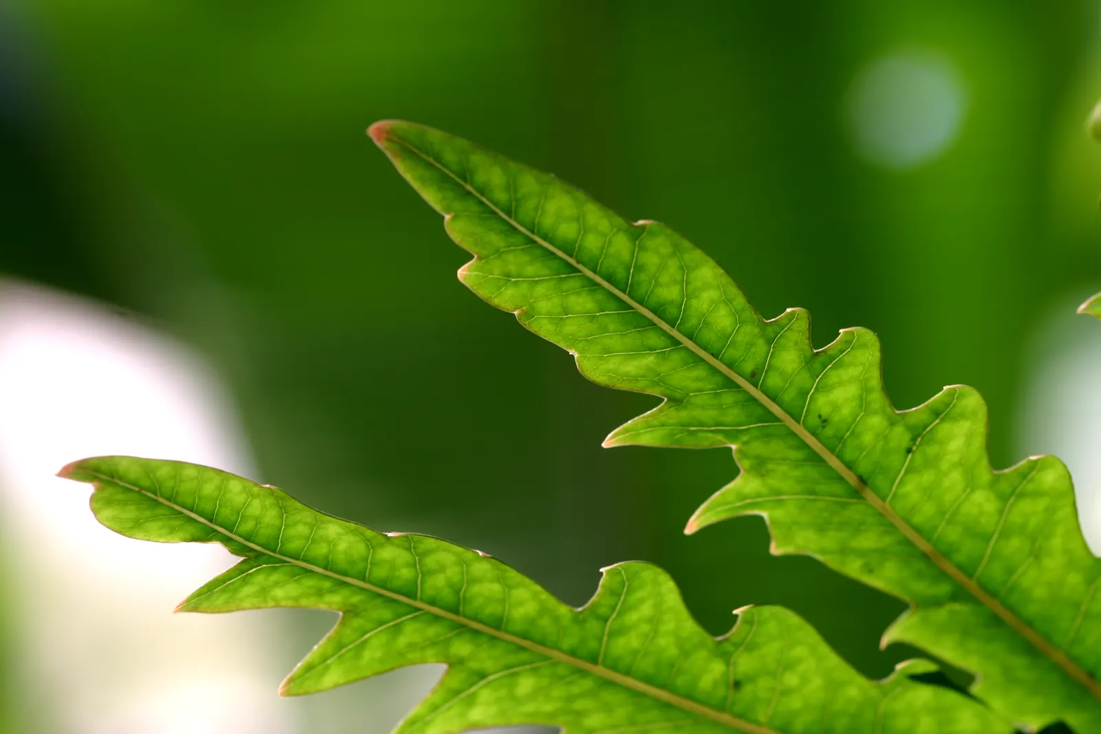 False Aralia (Schefflera Elegantissima) — Thriving in filtered light and well-draining soil, this plant reaches up to 8 feet in residential settings, image 49