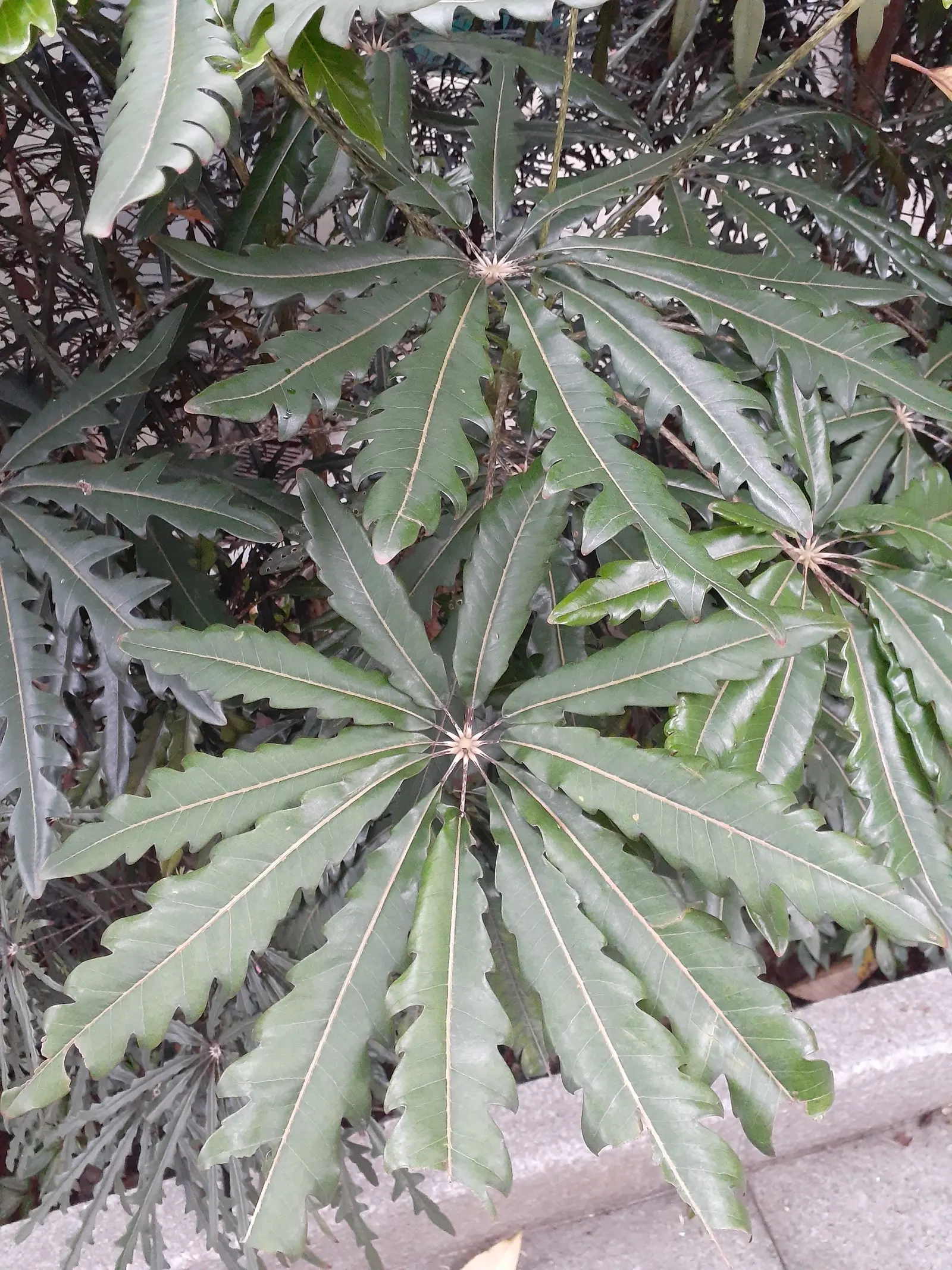 False Aralia (Schefflera Elegantissima) — Its elegant, finely serrated leaves mimic a feathery texture
