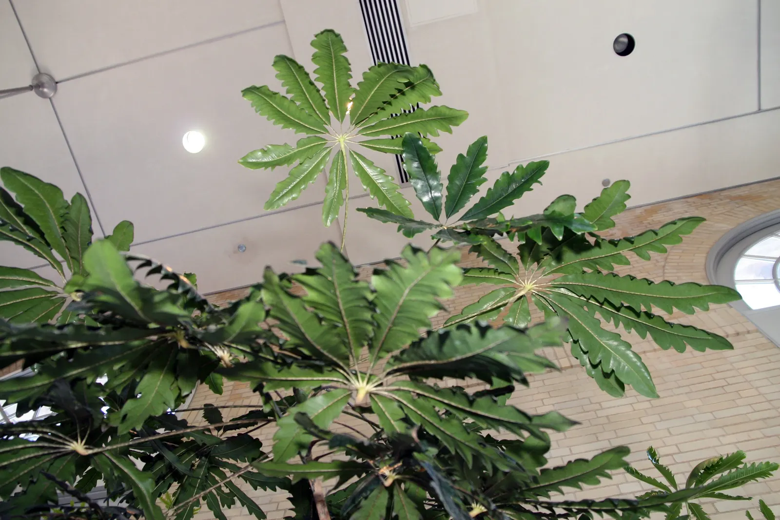 False Aralia (Schefflera Elegantissima) — the foliage is a deep green-to-black color