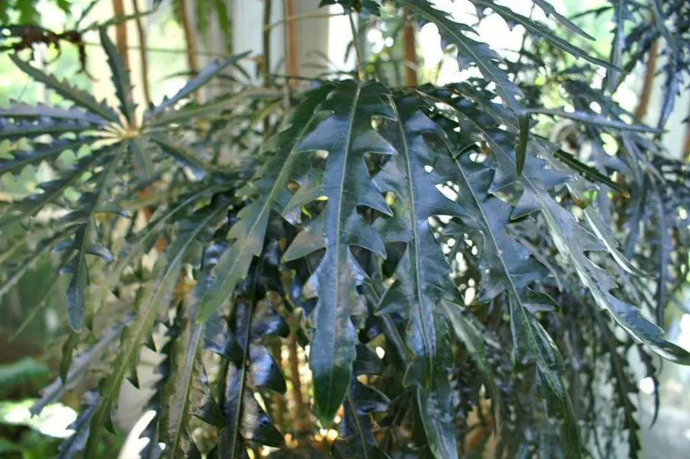 False Aralia (Schefflera Elegantissima) — Thriving in filtered light and well-draining soil, this plant reaches up to 8 feet in residential settings, image 26