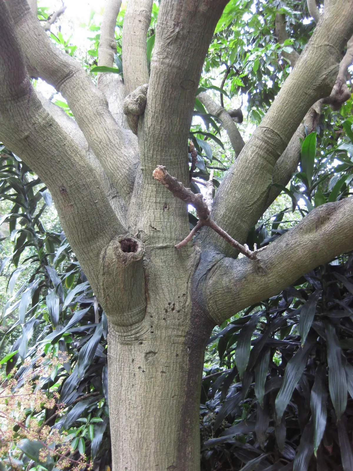 False Aralia (Schefflera Elegantissima) — <br><br>Growing at a moderate rate; when using this plant in a design