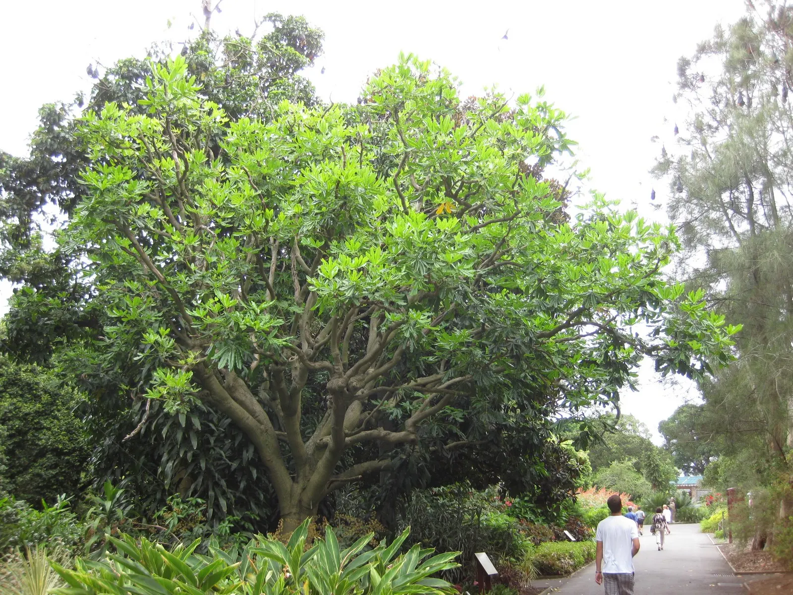 False Aralia (Schefflera Elegantissima) — When using this plant in a design