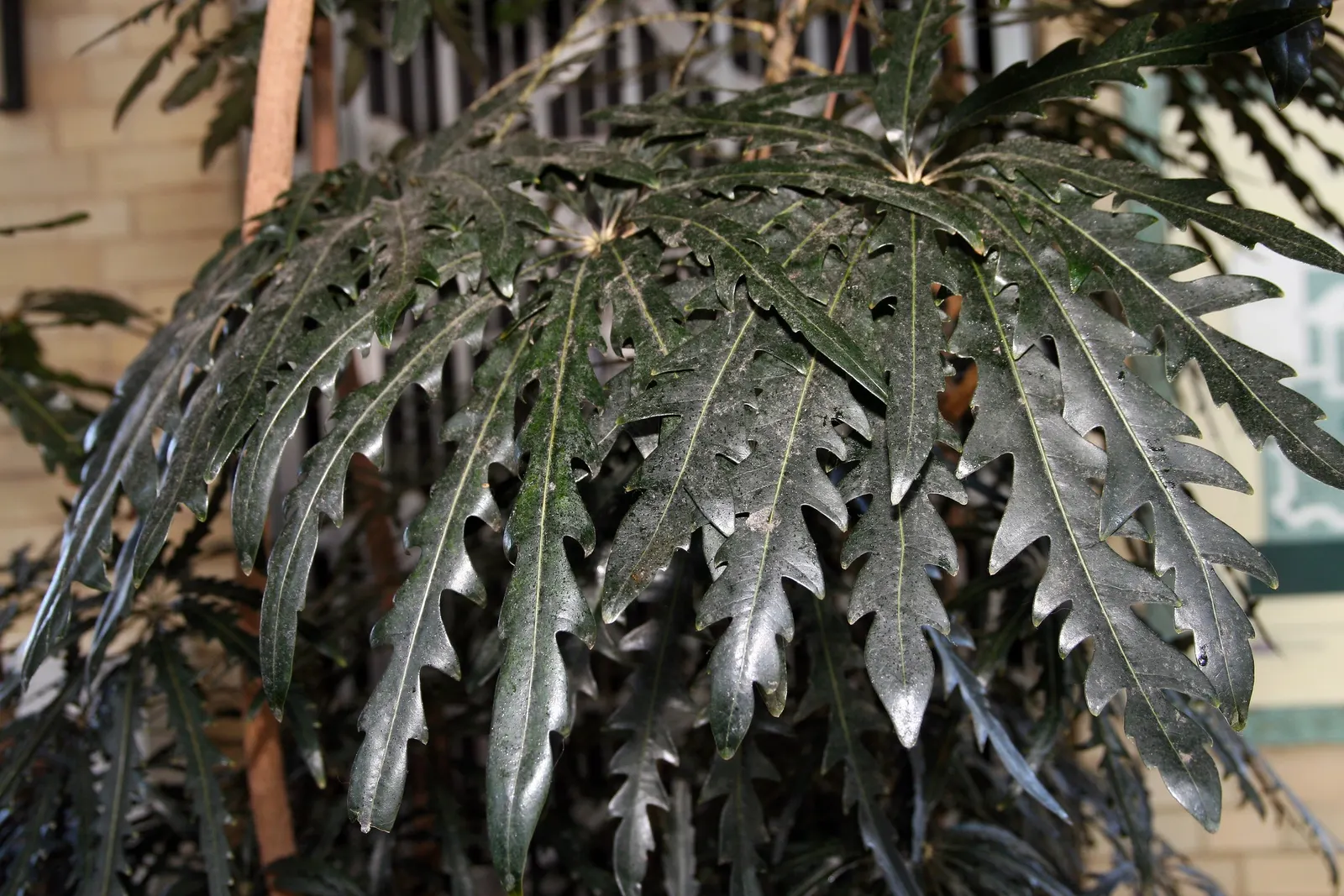 False Aralia (Schefflera Elegantissima) — marking it as an eye-catching choice for indoor landscapes or warm climate gardens