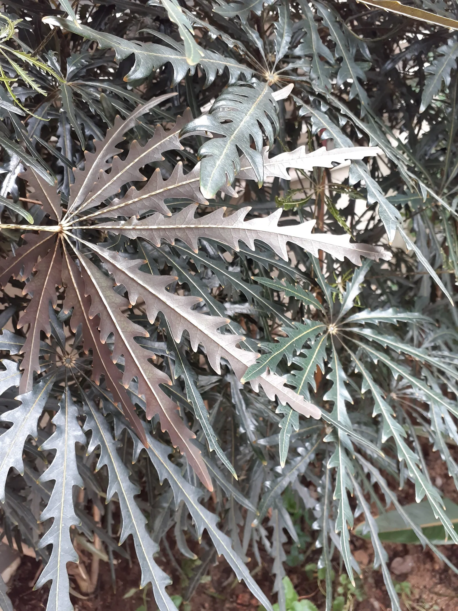 False Aralia (Schefflera Elegantissima) — also known by its botanical name Dizygotheca elegantissima