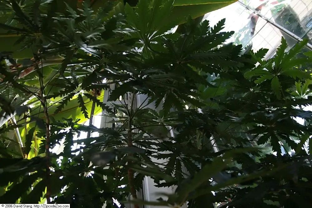 False Aralia (Schefflera Elegantissima) — the Schefflera elegantissima is known for its clean air properties
