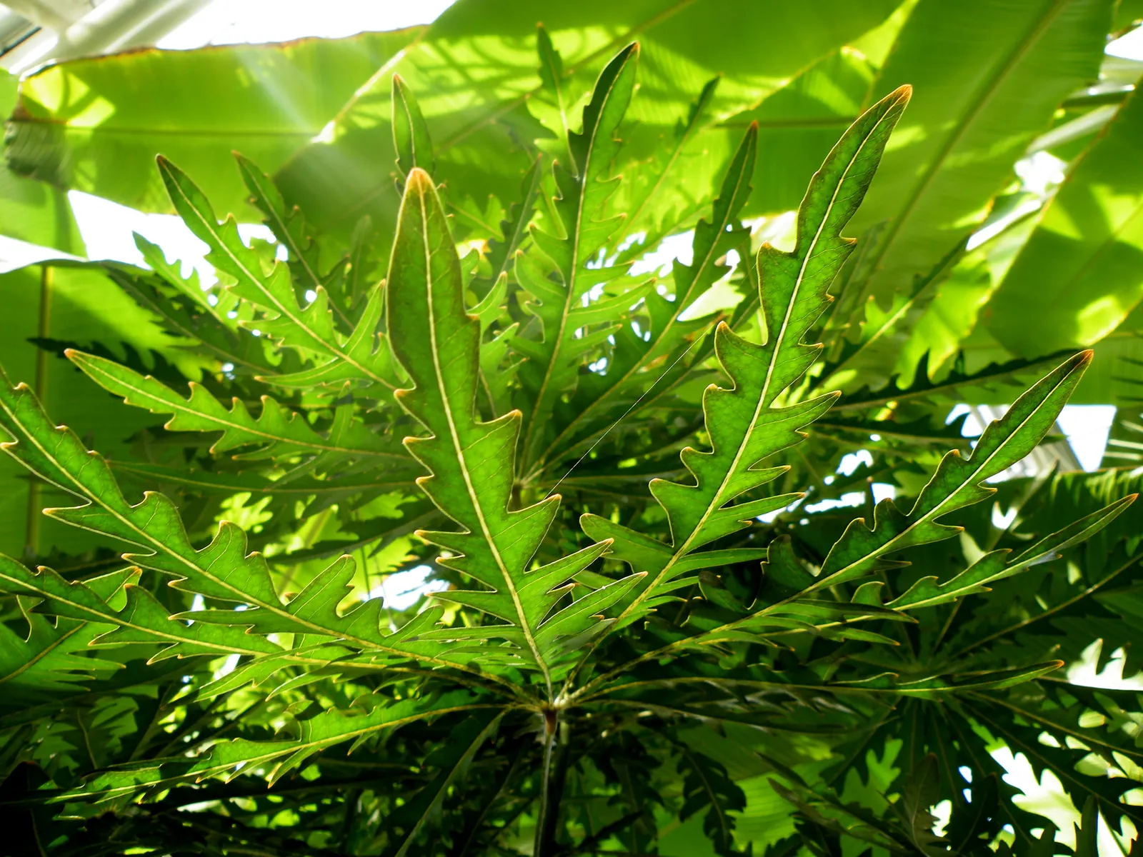 False Aralia (Schefflera Elegantissima) — is a striking and exotic-looking plant that can add a touch of elegance to any landscape or interior decor