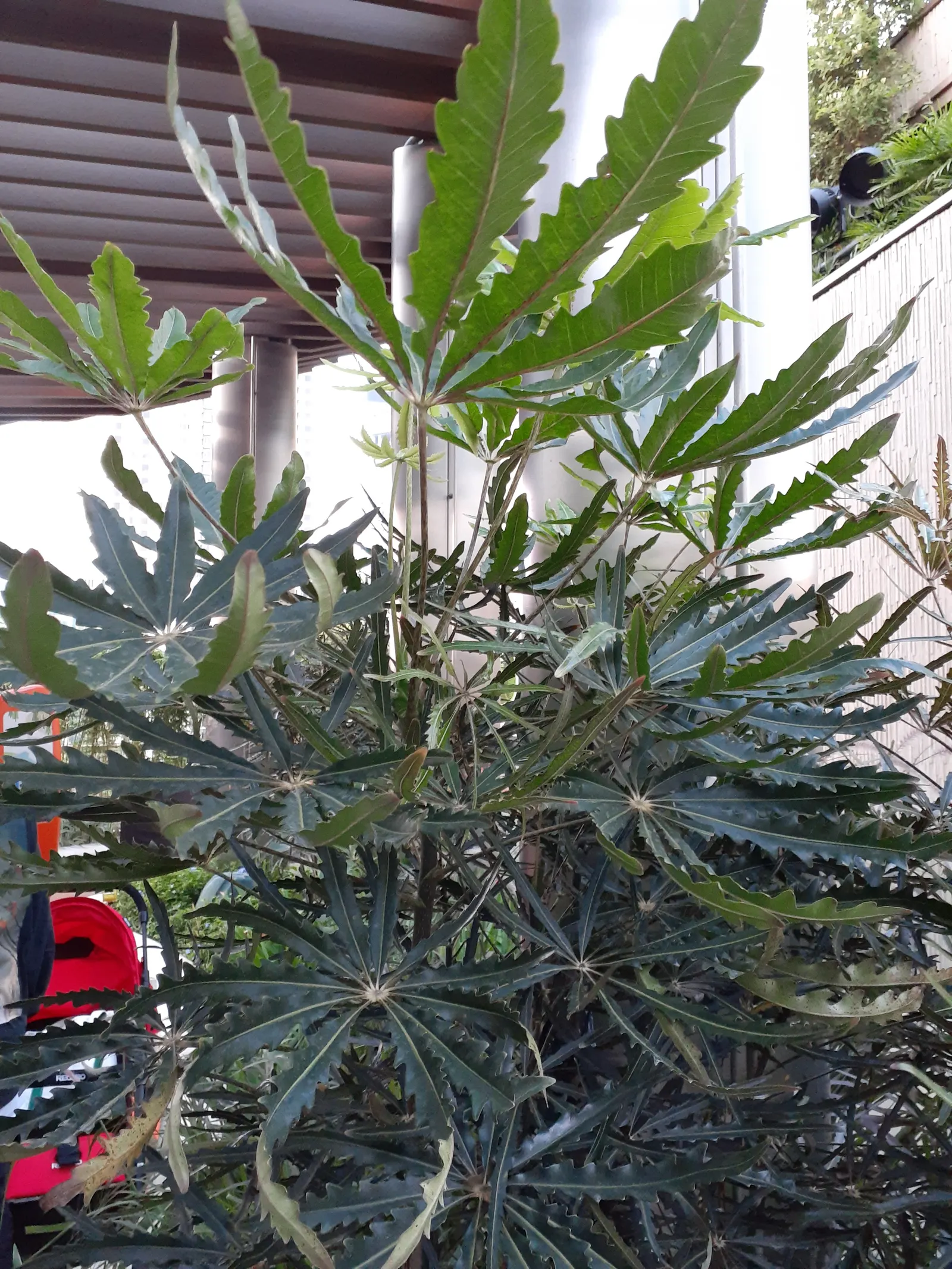 False Aralia (Schefflera Elegantissima) — Optimal growth requires consistent moisture and temperatures between 65&deg;F - 80&deg;F; is a striking and