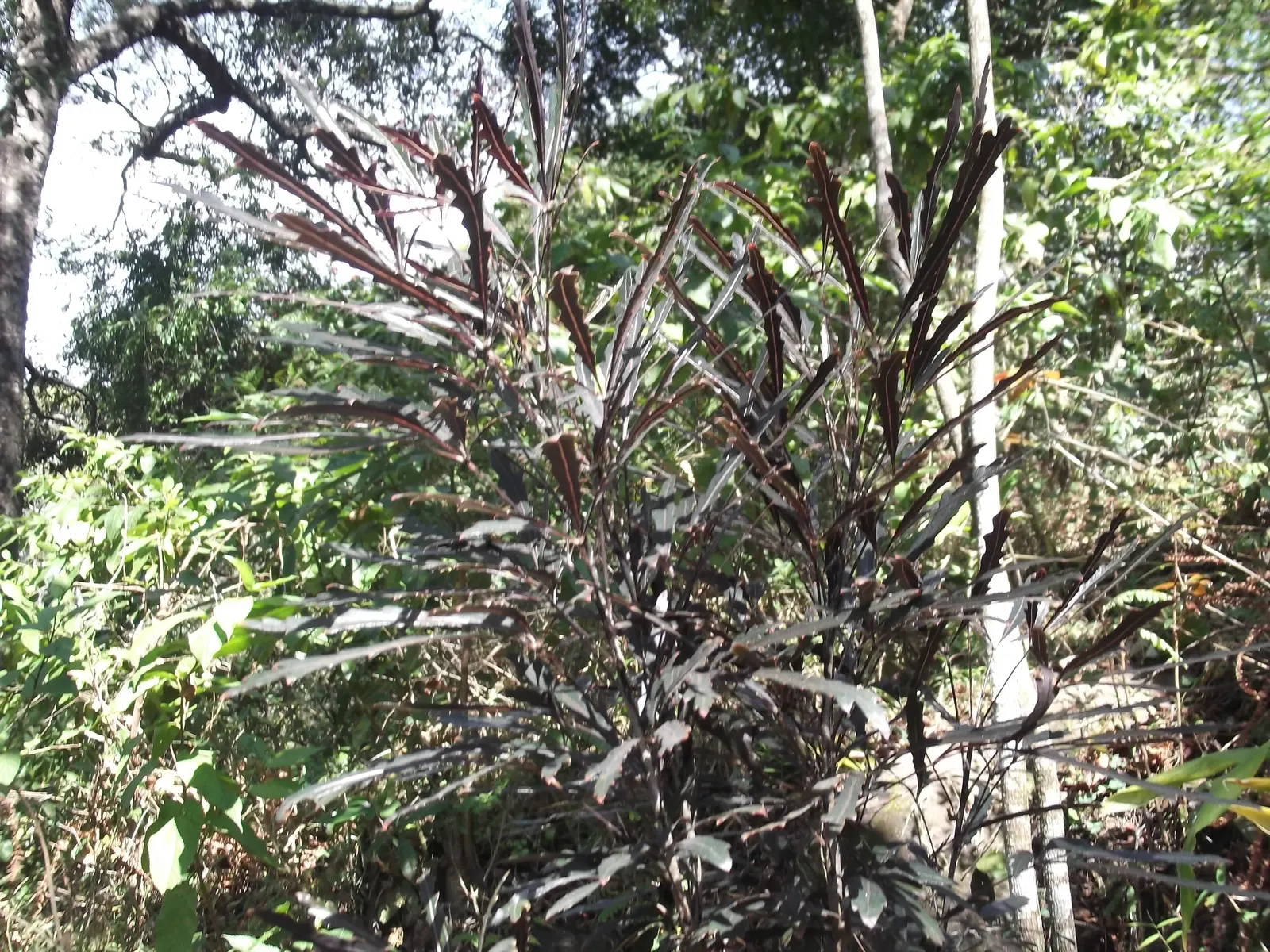False Aralia (Schefflera Elegantissima) — often with a lacy or feathery appearance that can enhance the visual interest and texture of the design, image 35