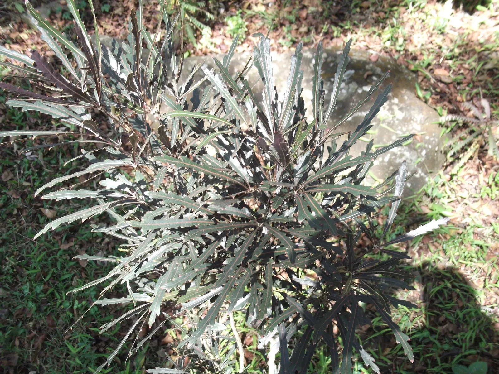 False Aralia (Schefflera Elegantissima) — When using this plant in a design; harsh sunlight should be avoided