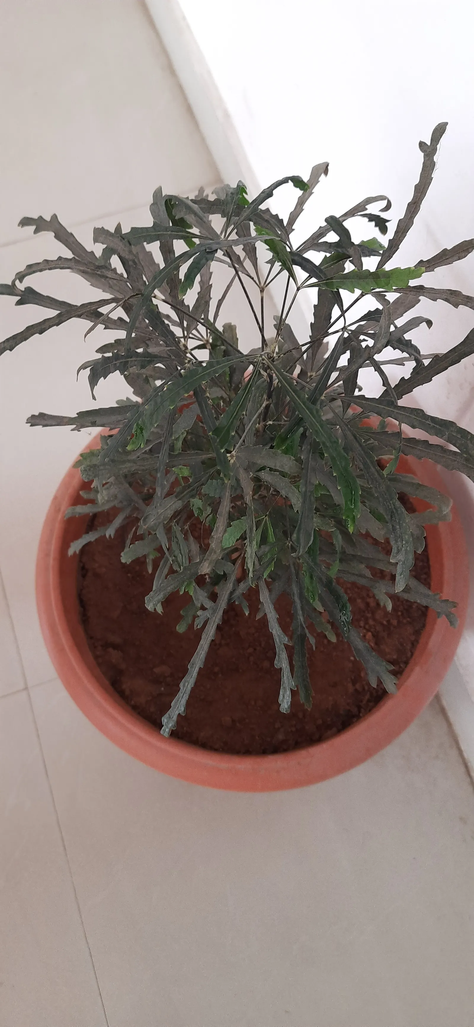 False Aralia (Schefflera Elegantissima) — shrub for deep shade or shade; consider its preference for high humidity and its potential height as it matures