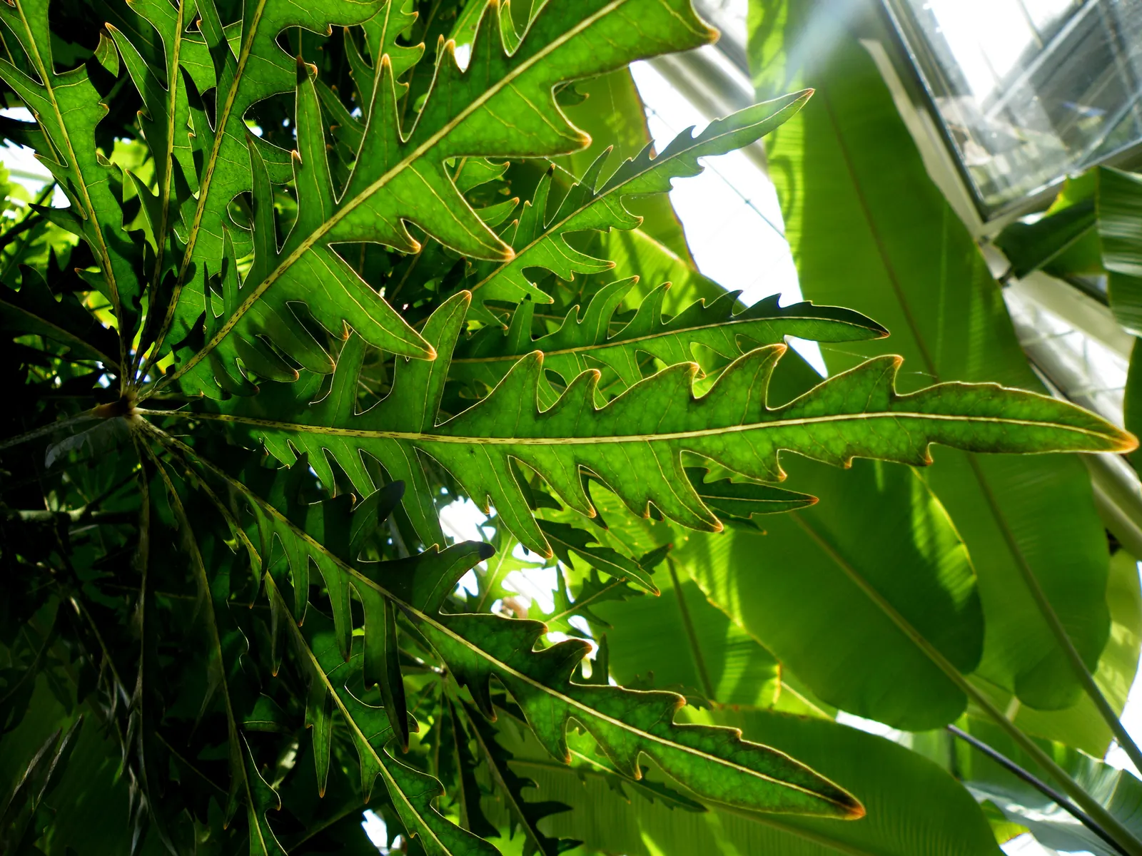False Aralia (Schefflera Elegantissima) — Make sure to provide ample space for its elegant