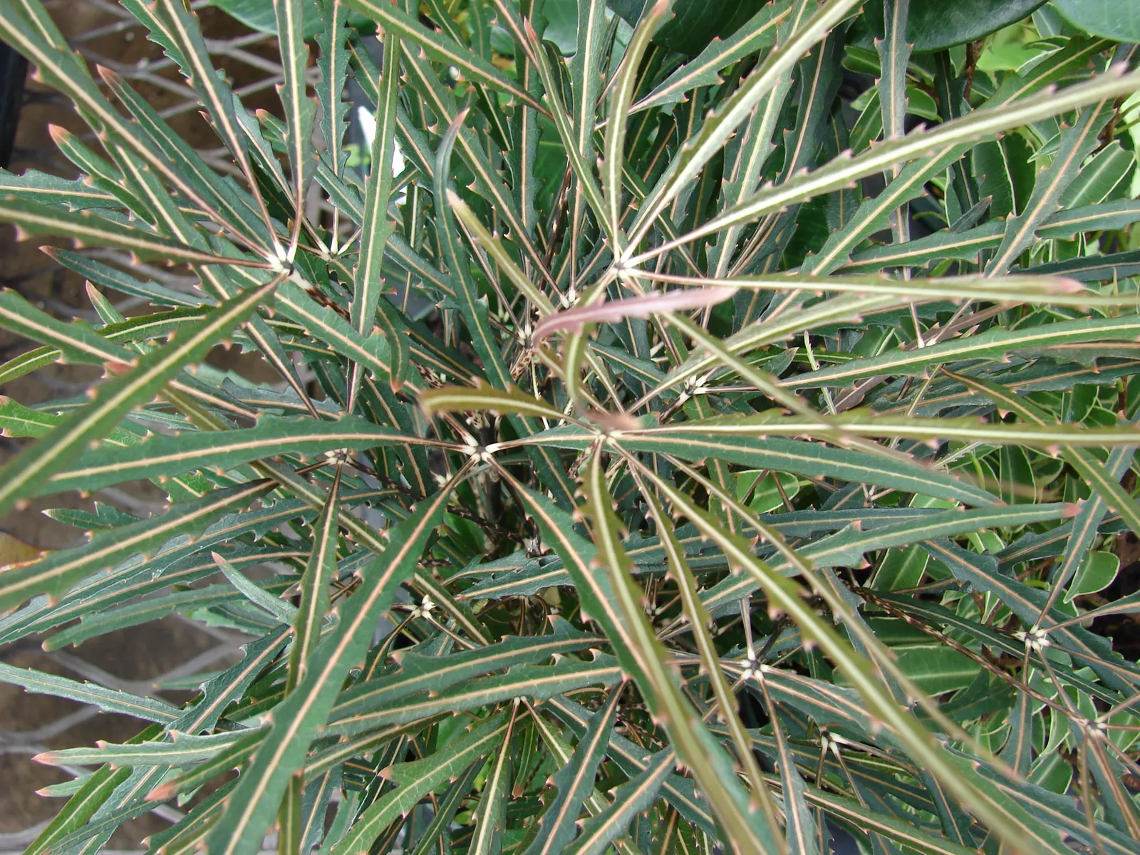 False Aralia (Schefflera Elegantissima) — Hardiness is limited to zones 10-11; its elegant, finely serrated leaves mimic a feathery texture, image 50