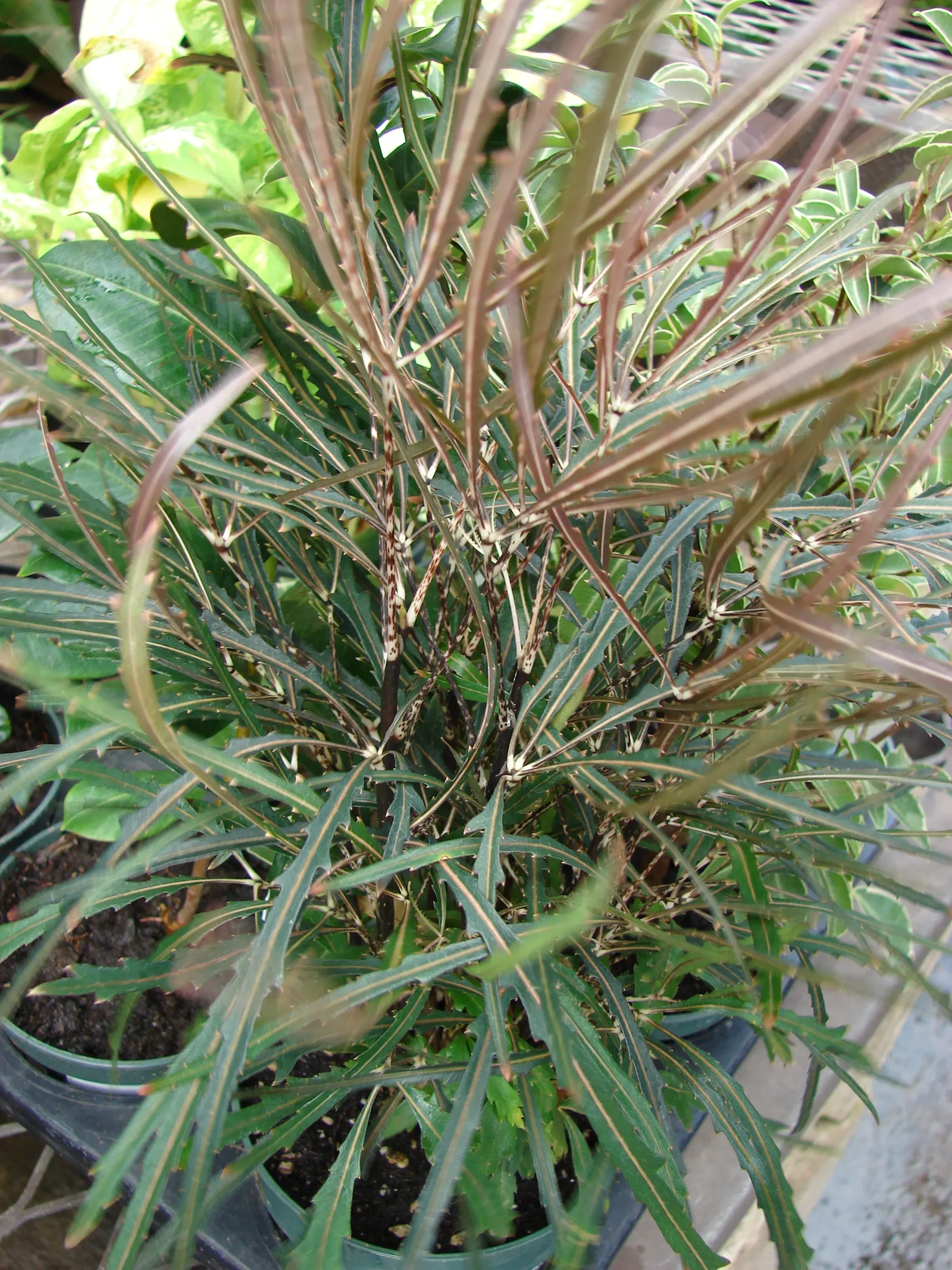 False Aralia (Schefflera Elegantissima) — tropical evergreen shrub featuring slender; hardiness is limited to zones 10-11, image 47