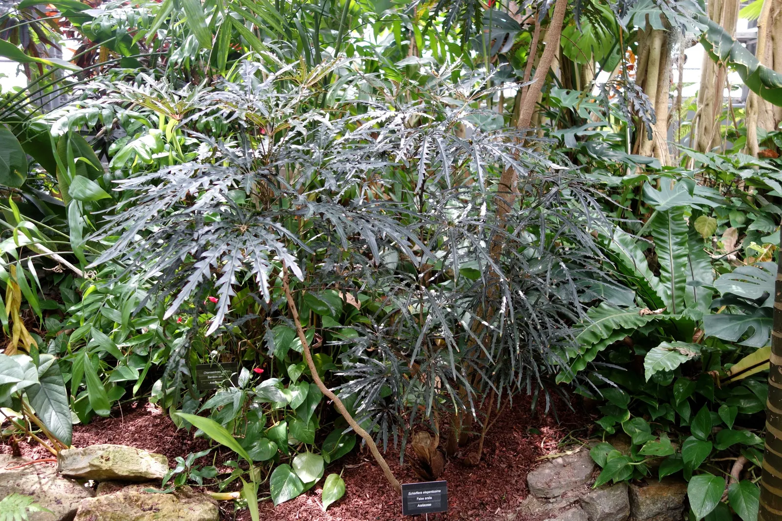 False Aralia (Schefflera Elegantissima) — is a striking and exotic-looking plant that can add a touch of elegance to any landscape or interior decor; it