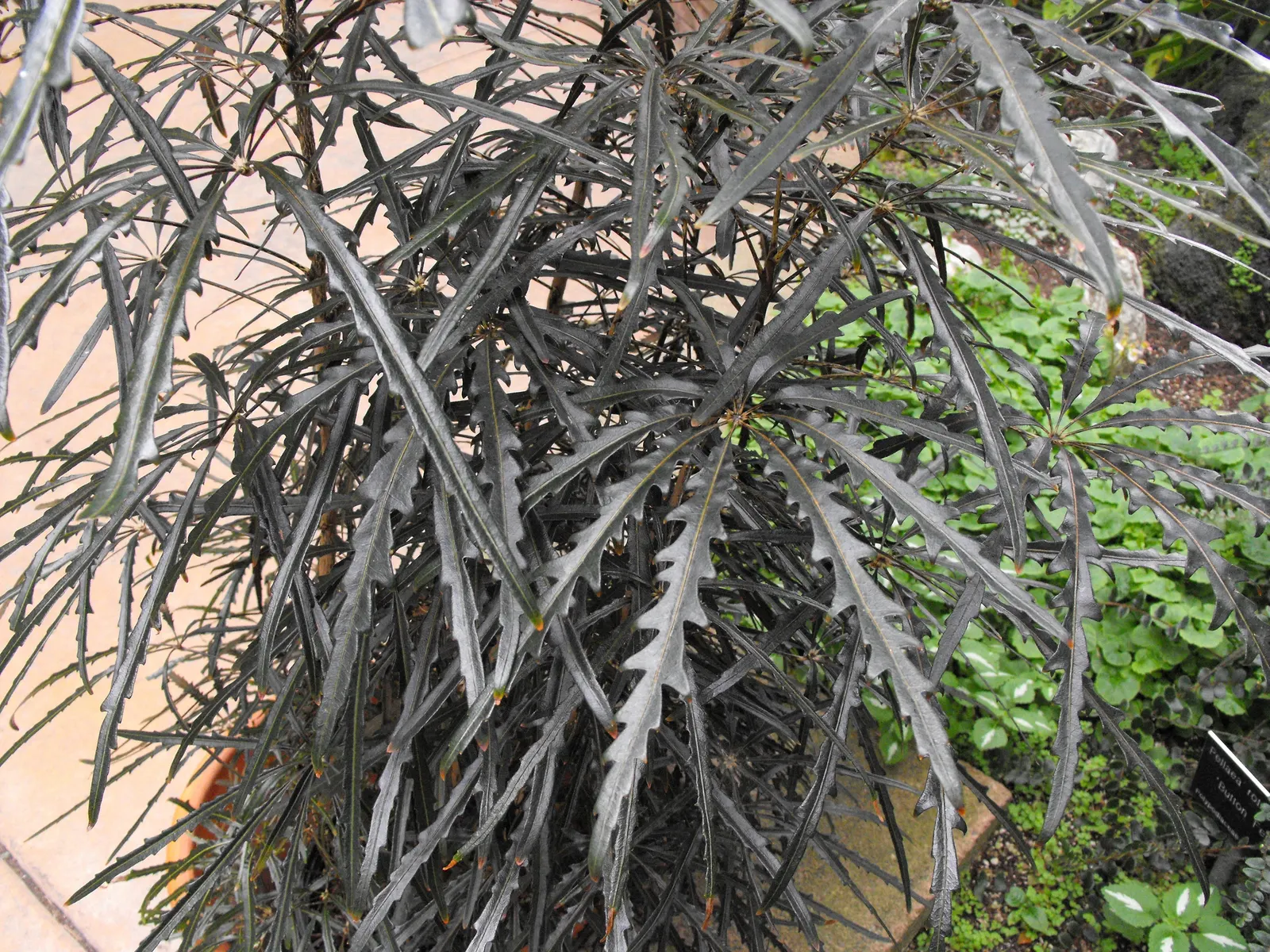 False Aralia (Schefflera Elegantissima) — the foliage is a deep green-to-black color; optimal growth requires consistent moisture and temperatures between