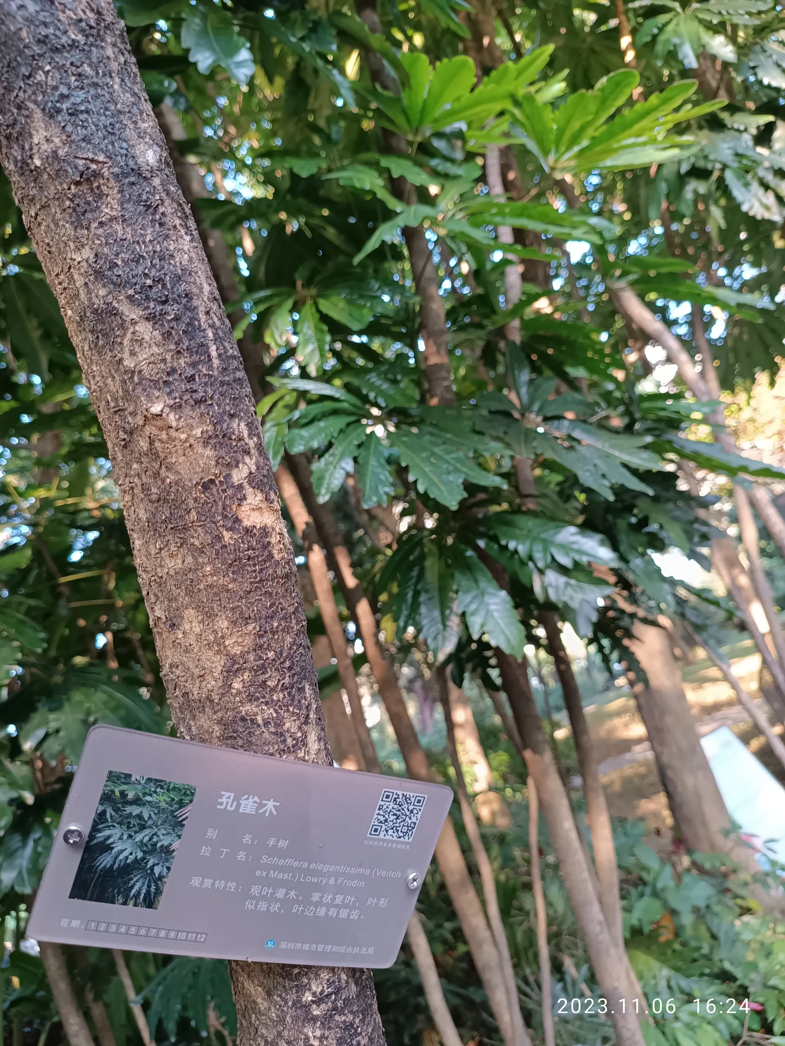 False Aralia (Schefflera Elegantissima) — contributing to a healthier environment for residents; or recently reclassified as Schefflera elegantissima