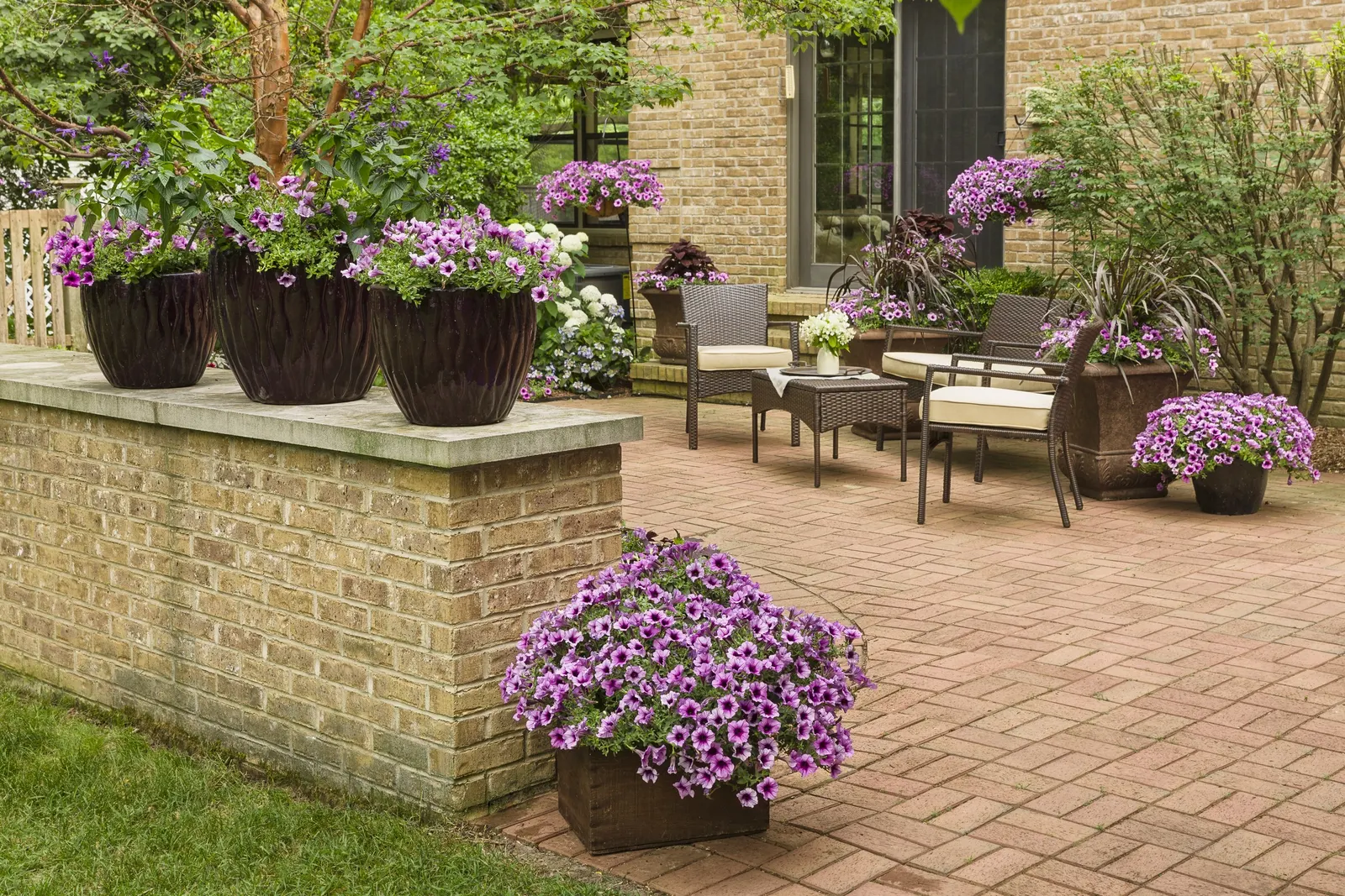 Royale Cherry Brandy® Coleus (Coleus scutellarioides) — The Coleus scutellarioides Royale Cherry Brandy®